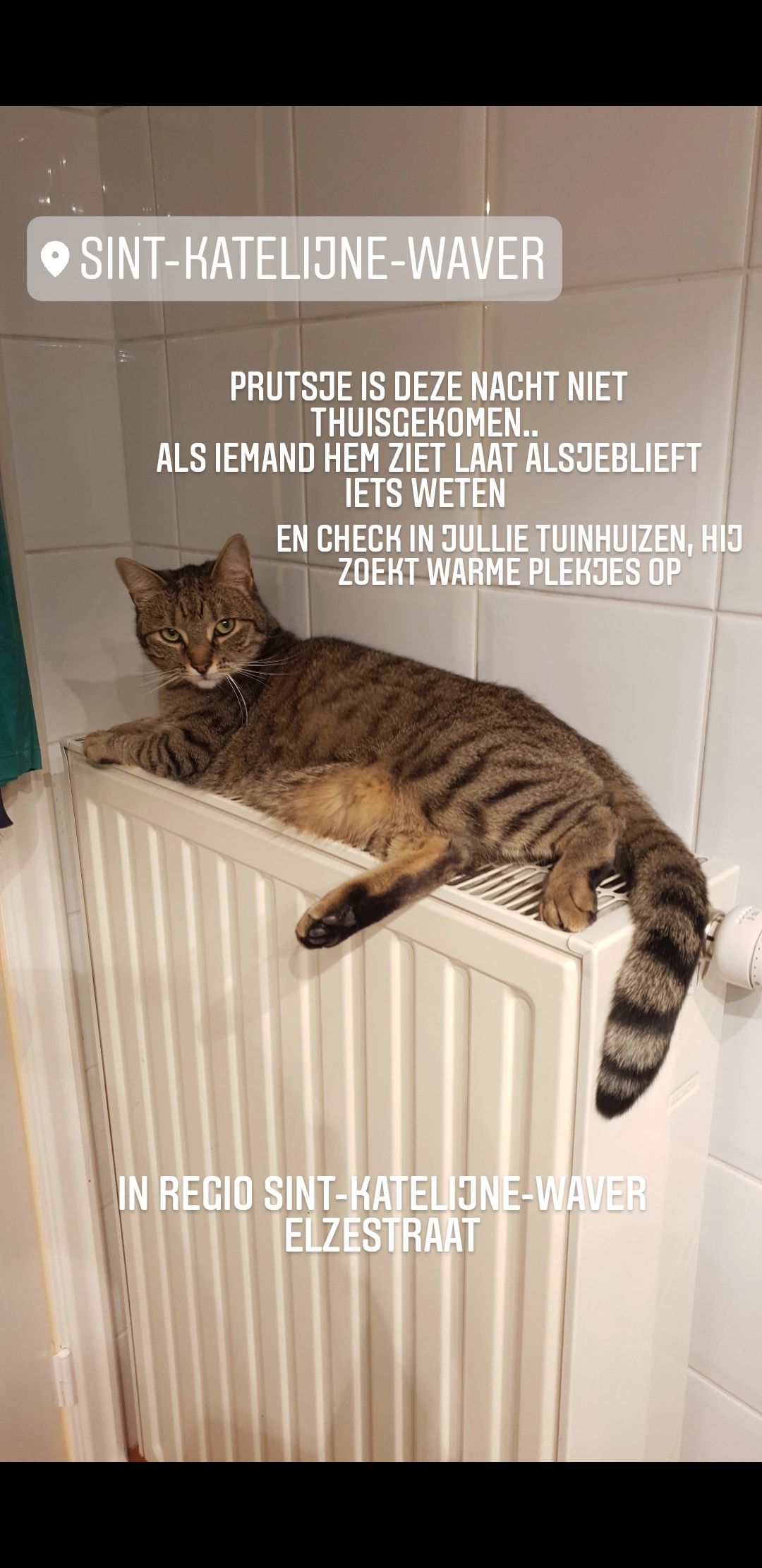 Teruggevonden dier