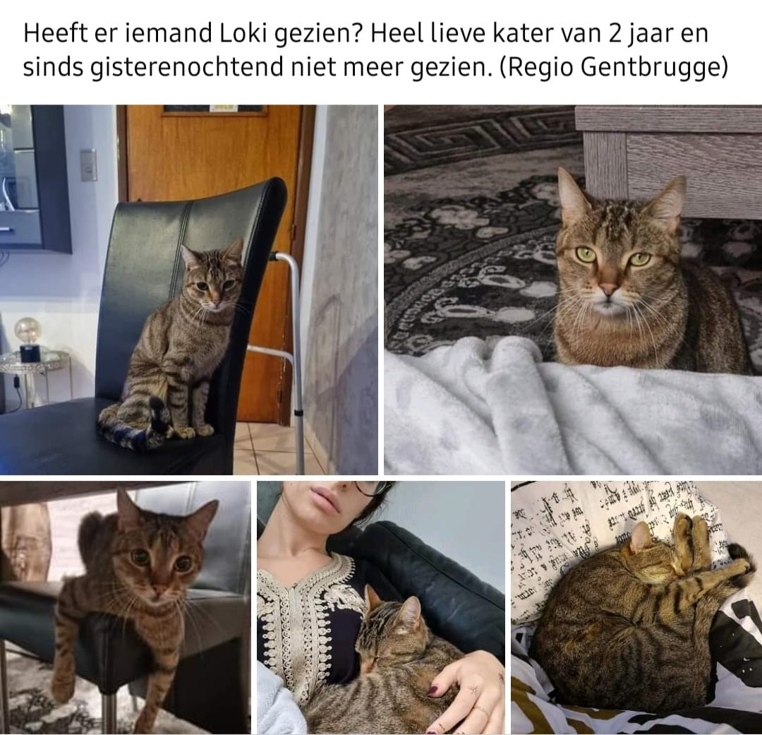 Teruggevonden dier