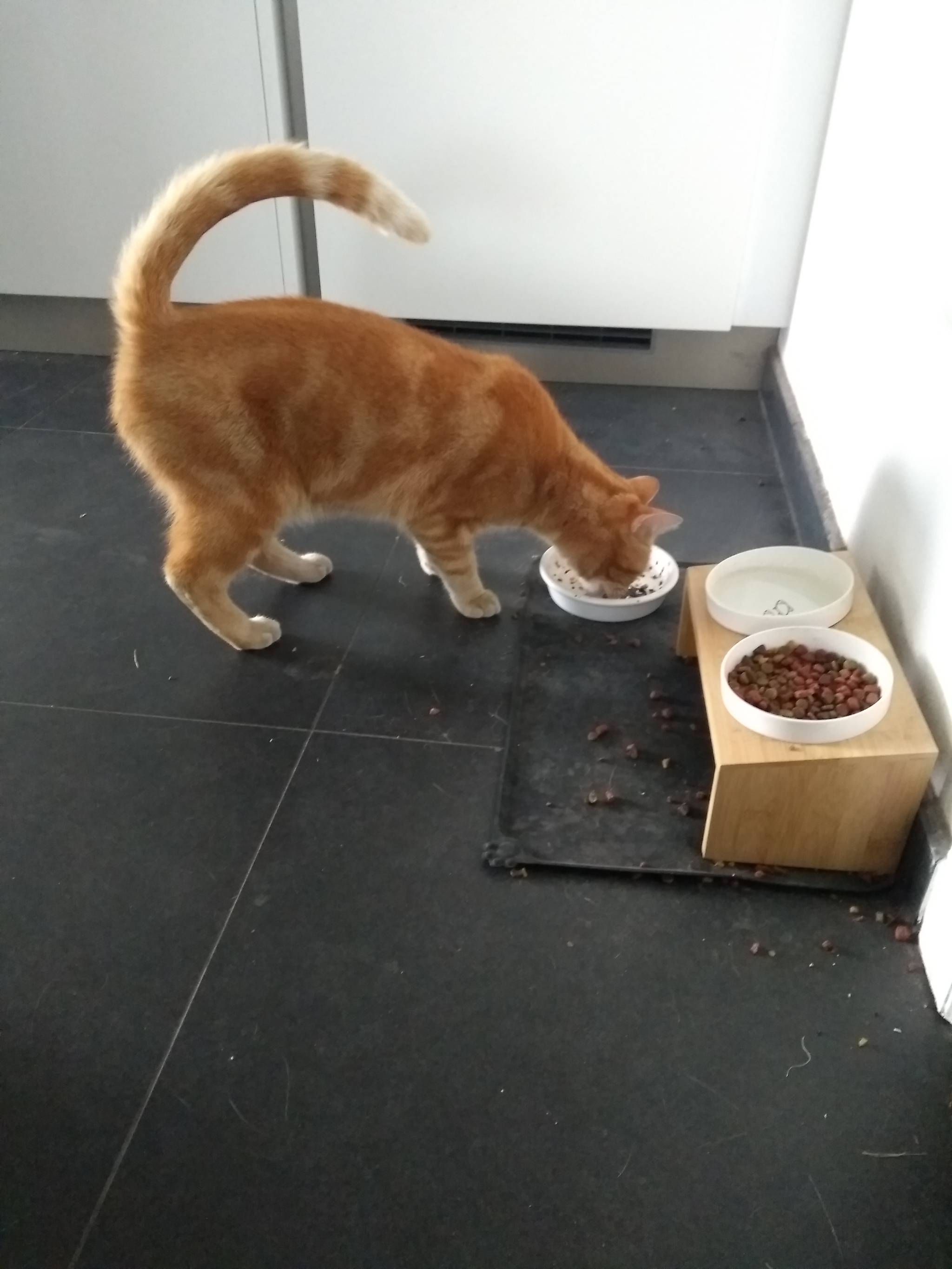 Teruggevonden dier