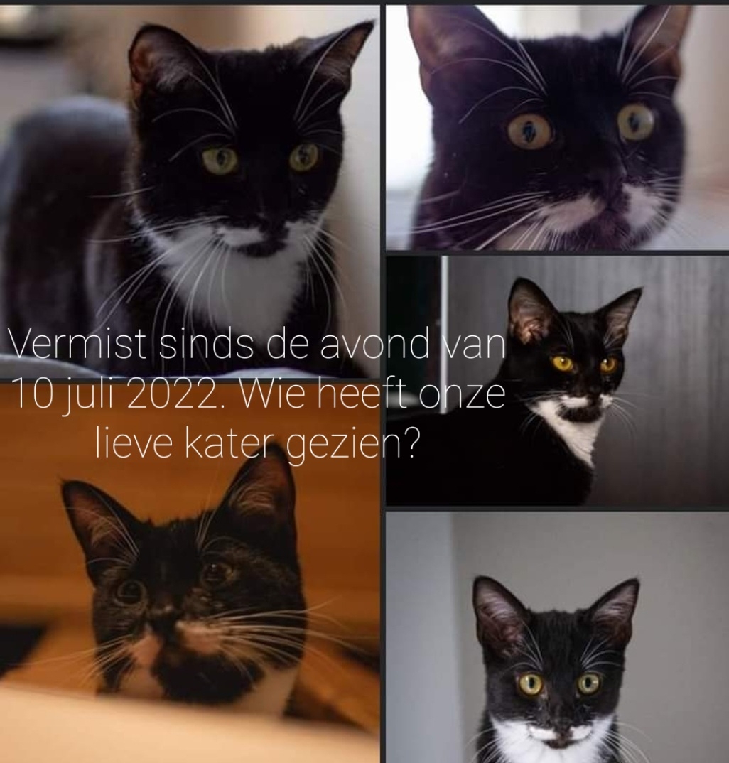 Teruggevonden dier