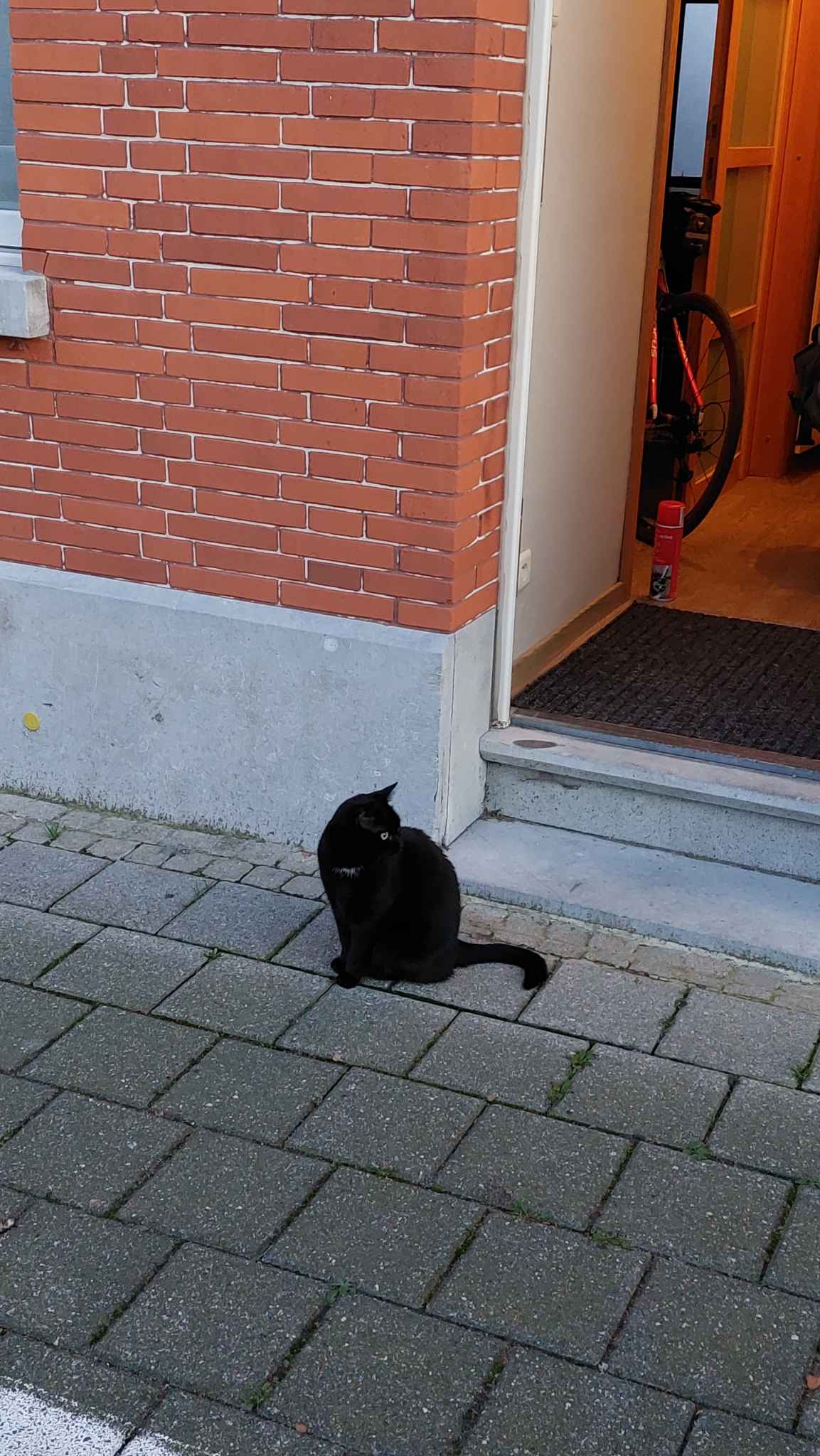 Teruggevonden dier