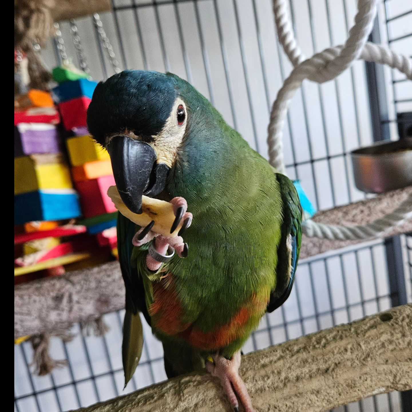 Foto van het dier