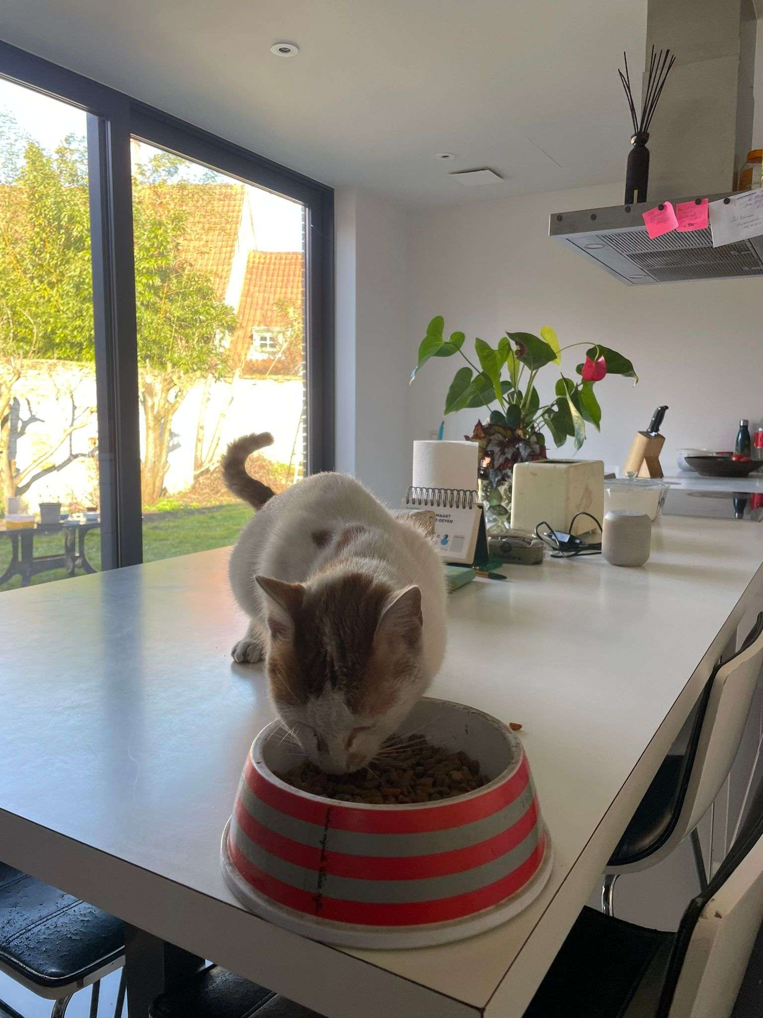 Teruggevonden dier