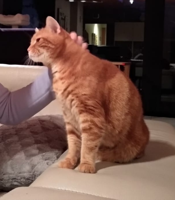 Foto van het dier