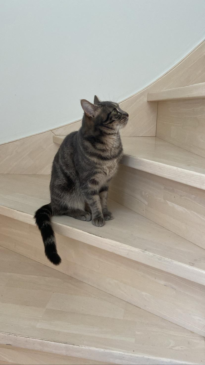 Foto van het dier
