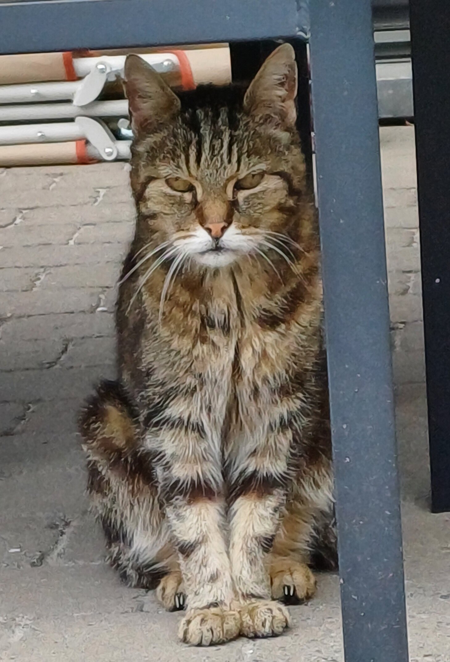 Foto van het dier