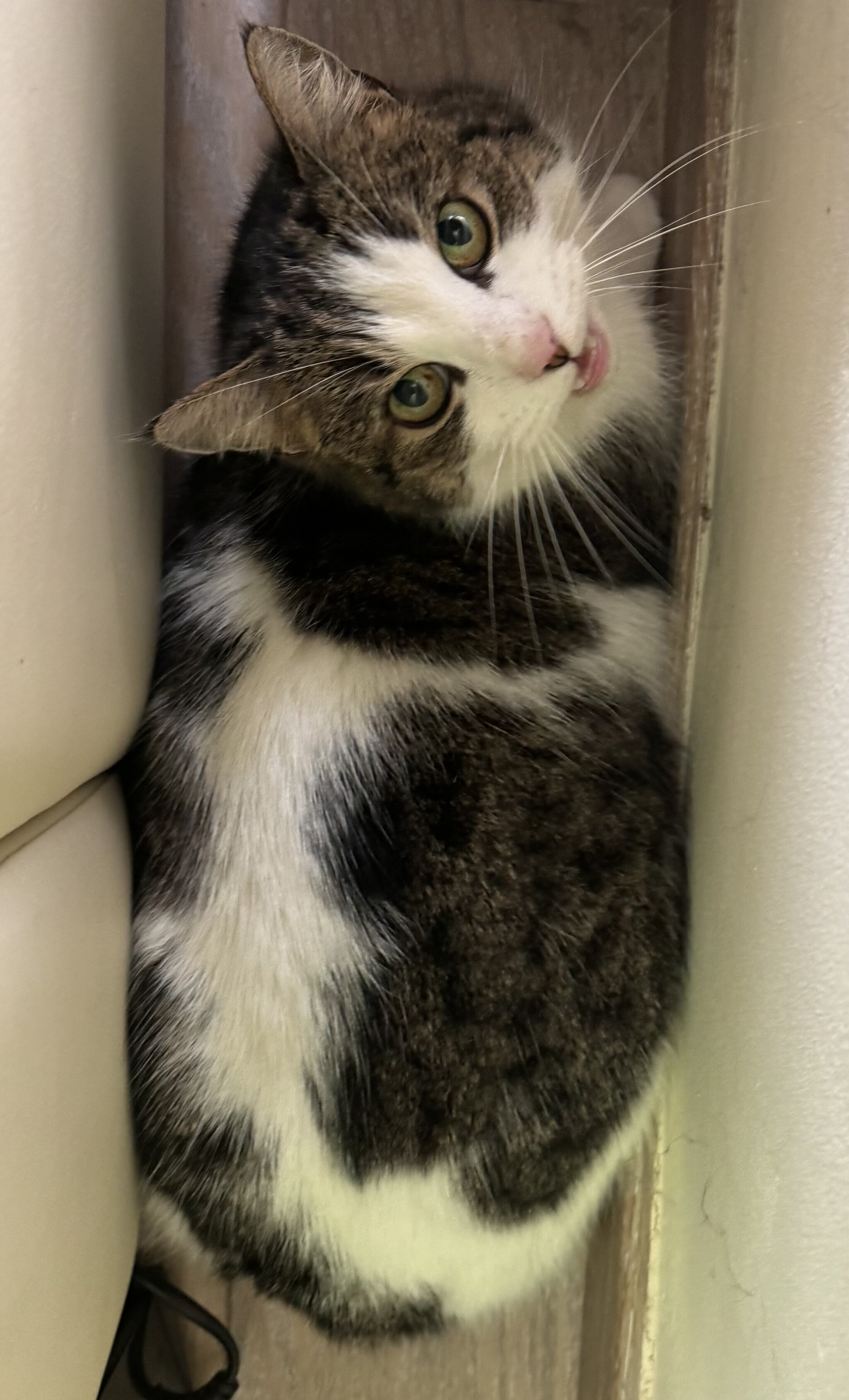 &copy; BinnenBeest.be