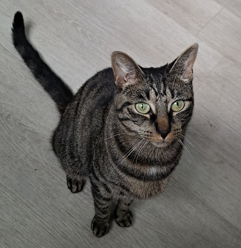 Foto van het dier