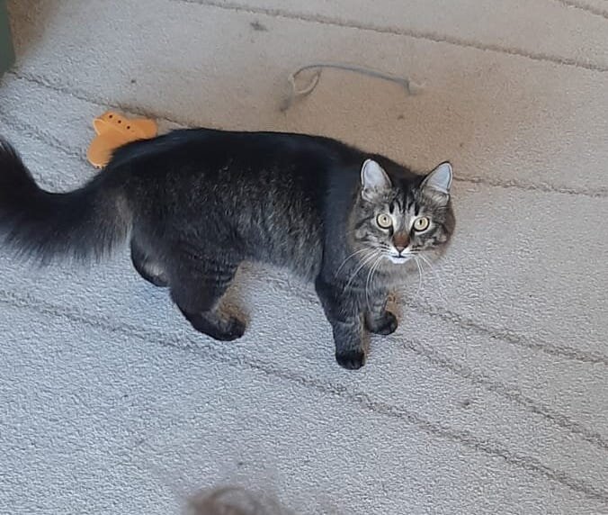 Foto van het dier
