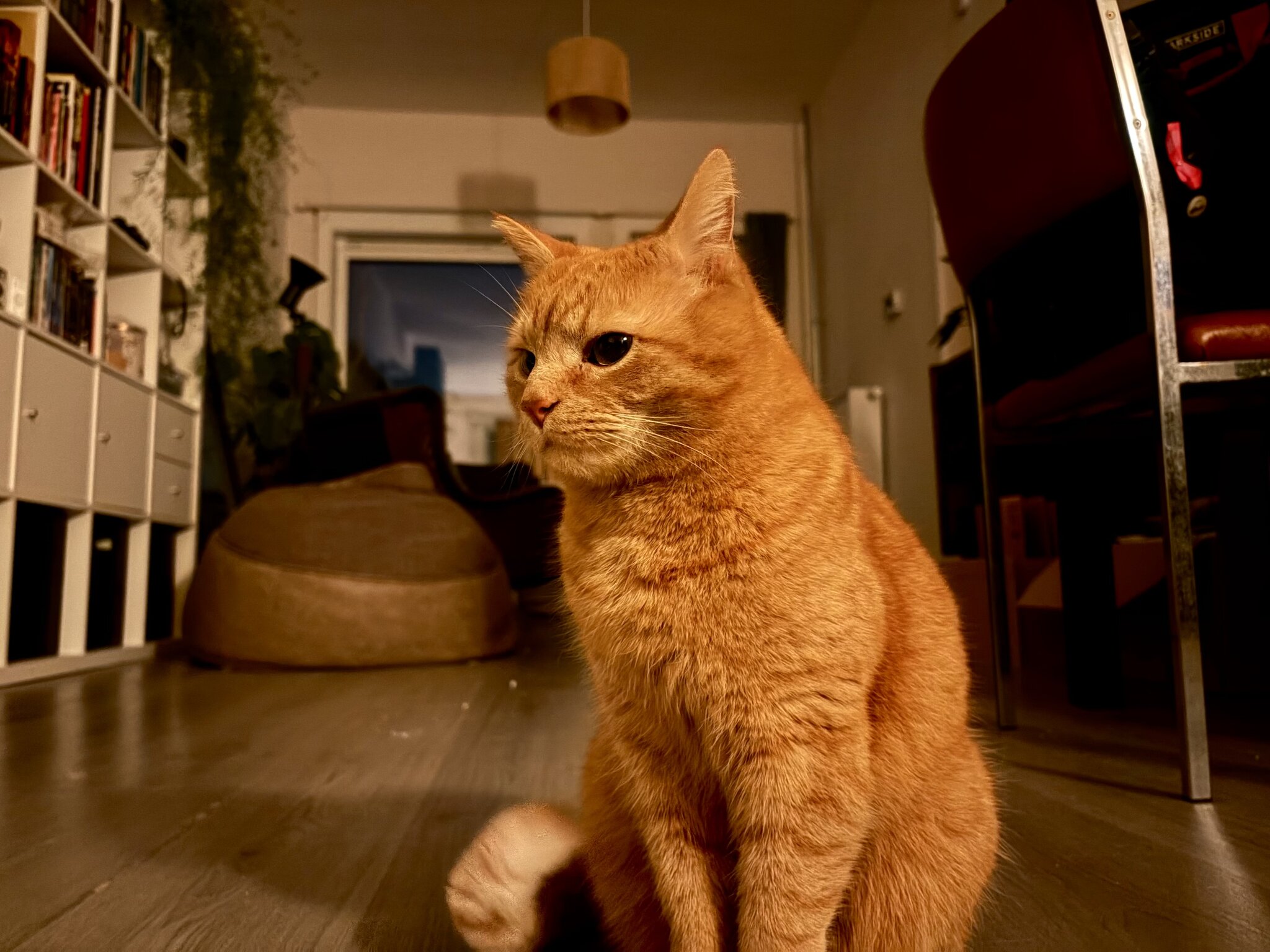 Teruggevonden dier