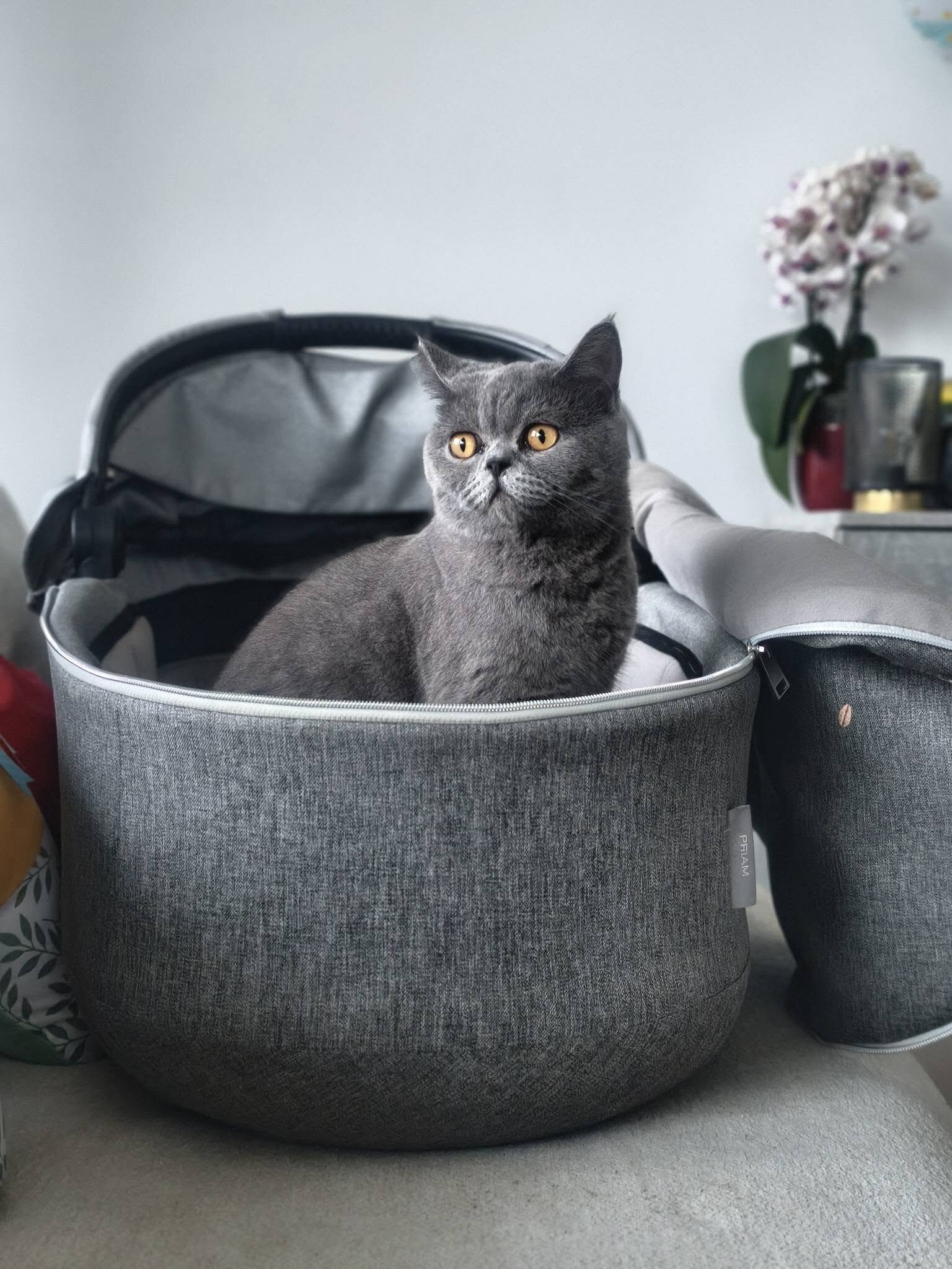 Foto van het dier
