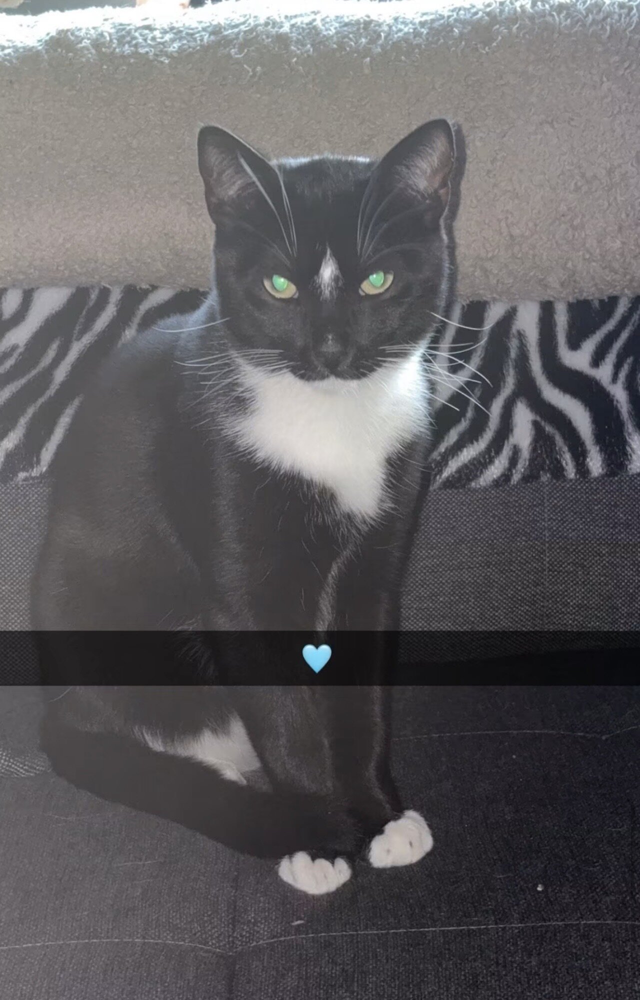 Foto van het dier