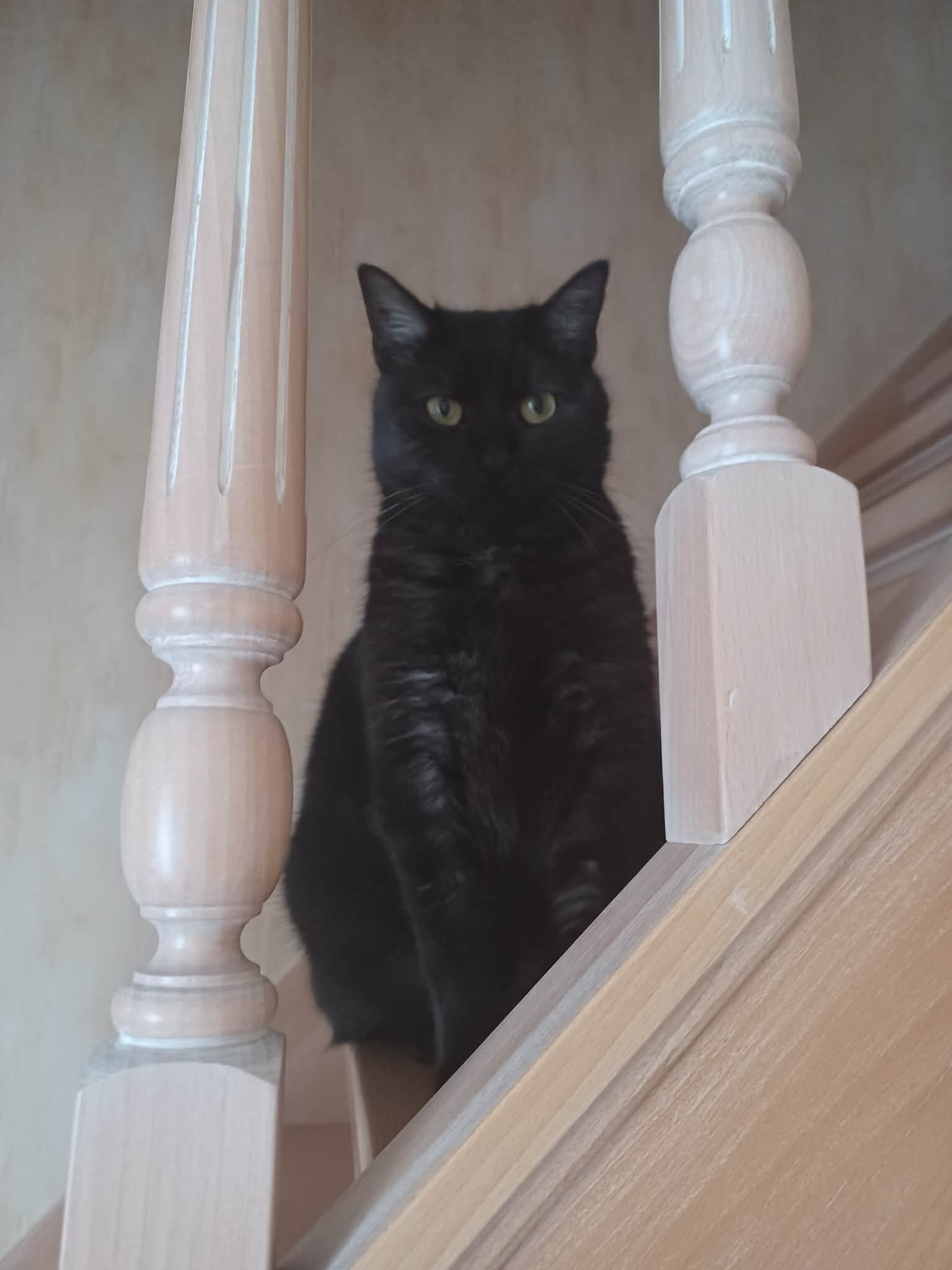 Foto van het dier