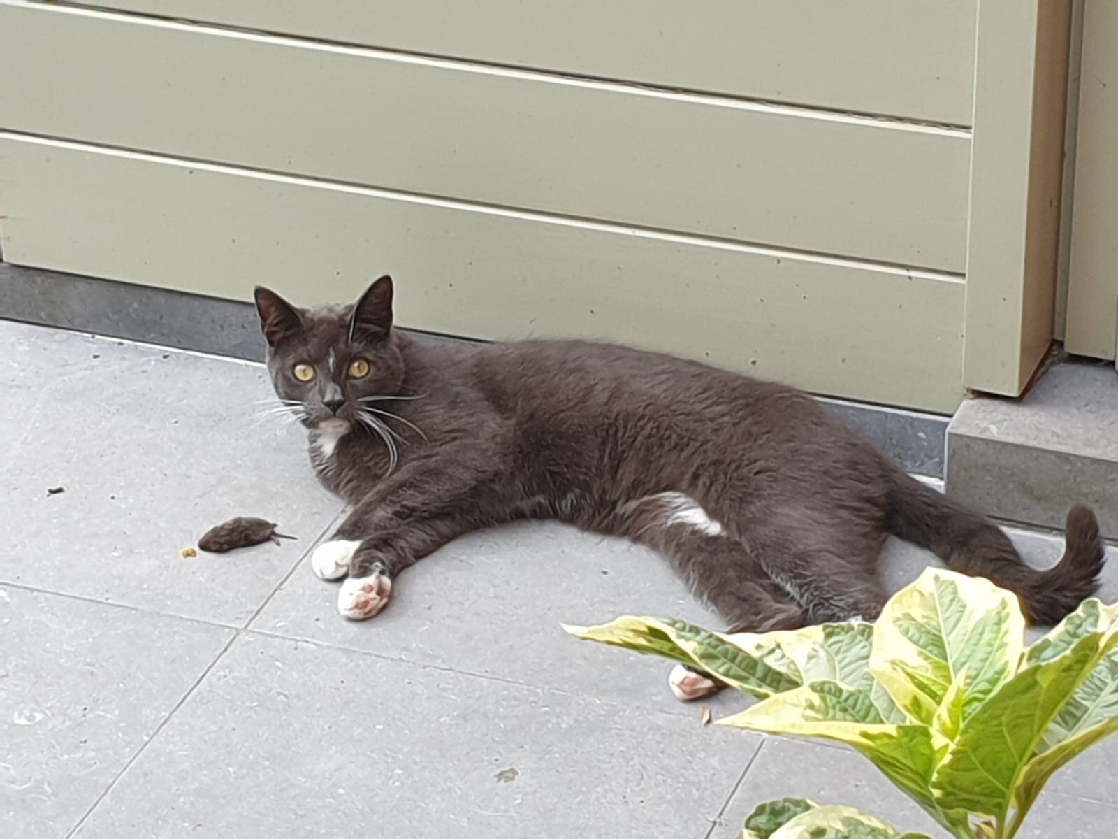 Foto van het dier