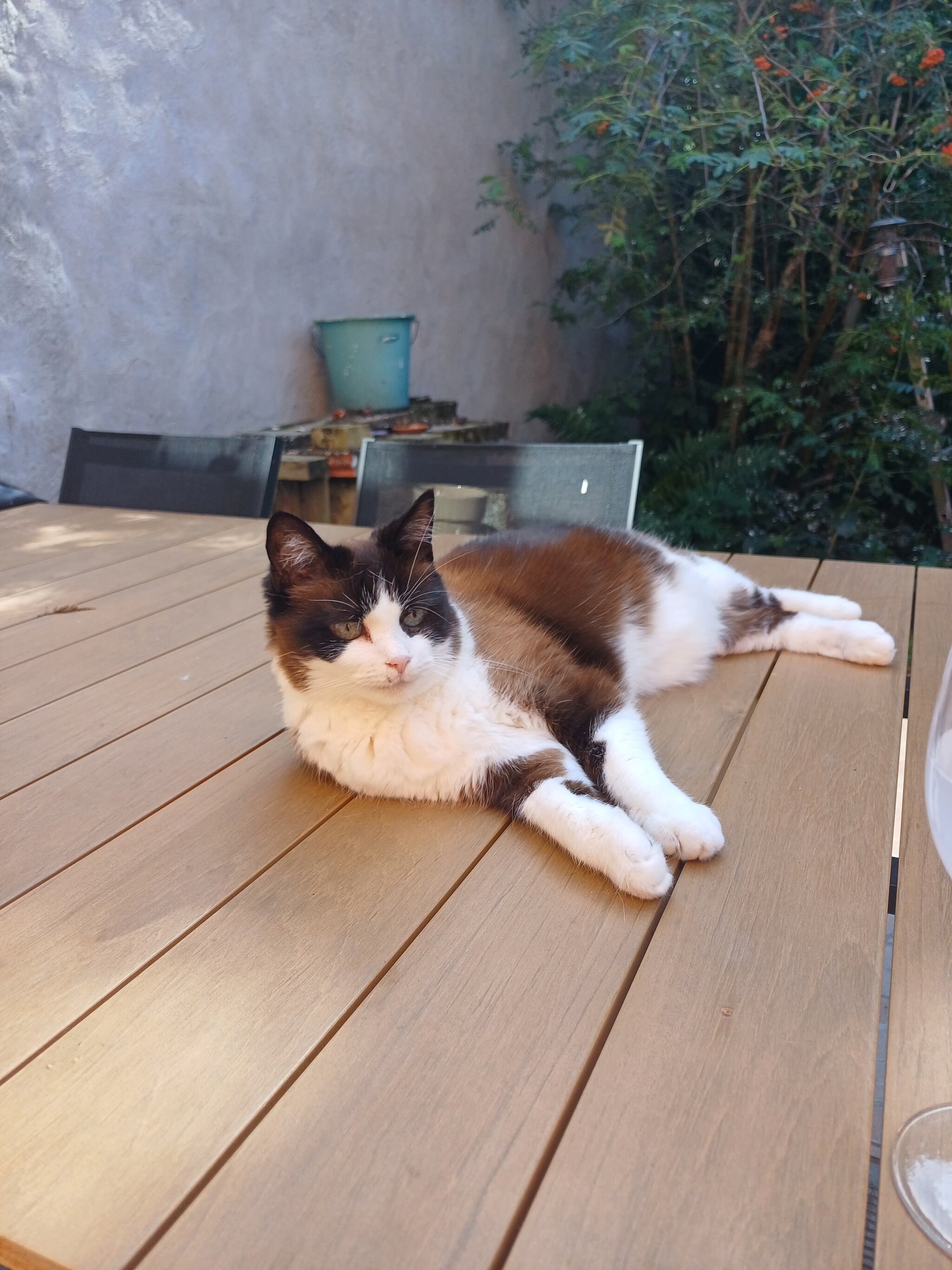 Foto van het dier