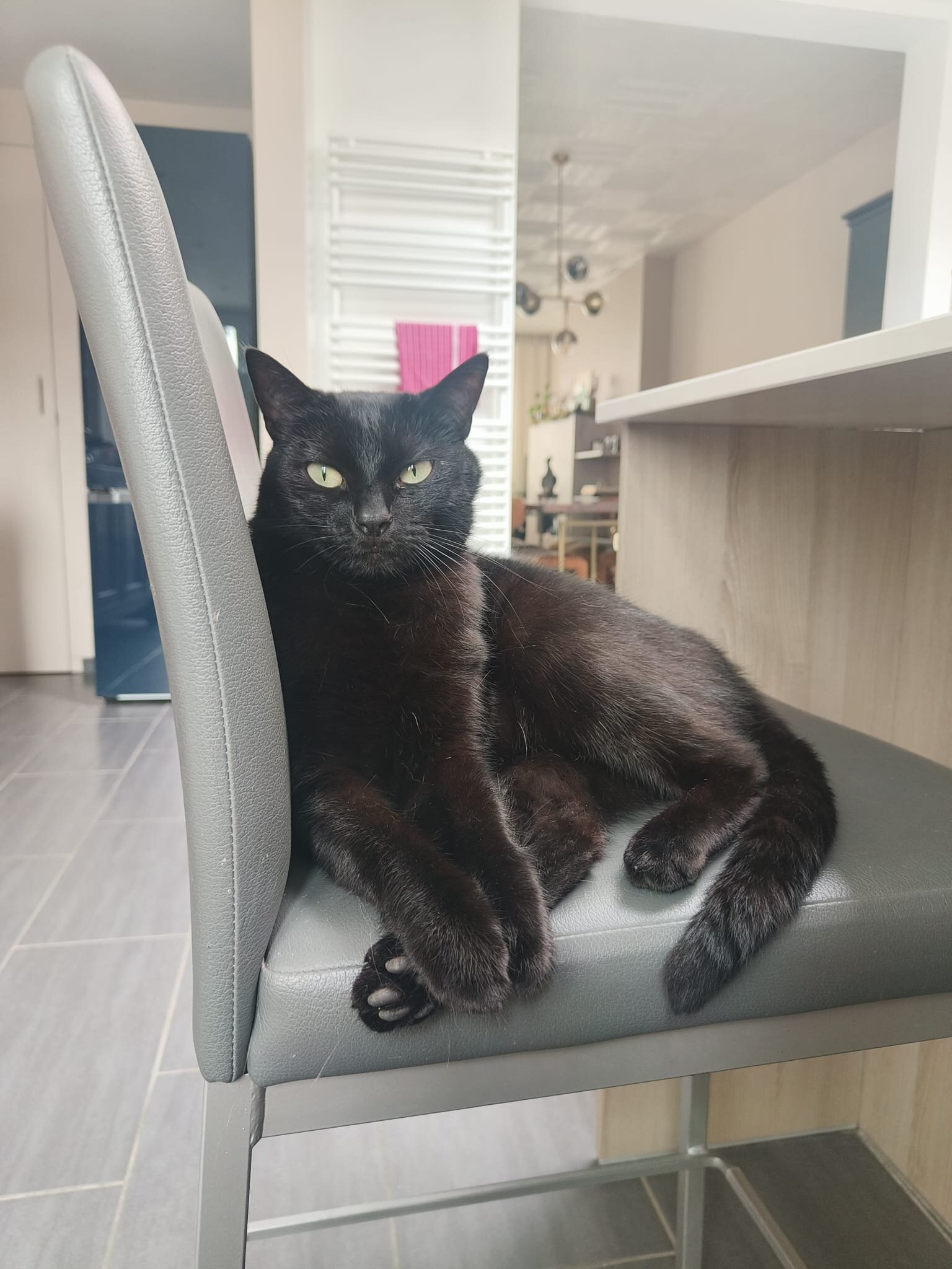 Foto van het dier