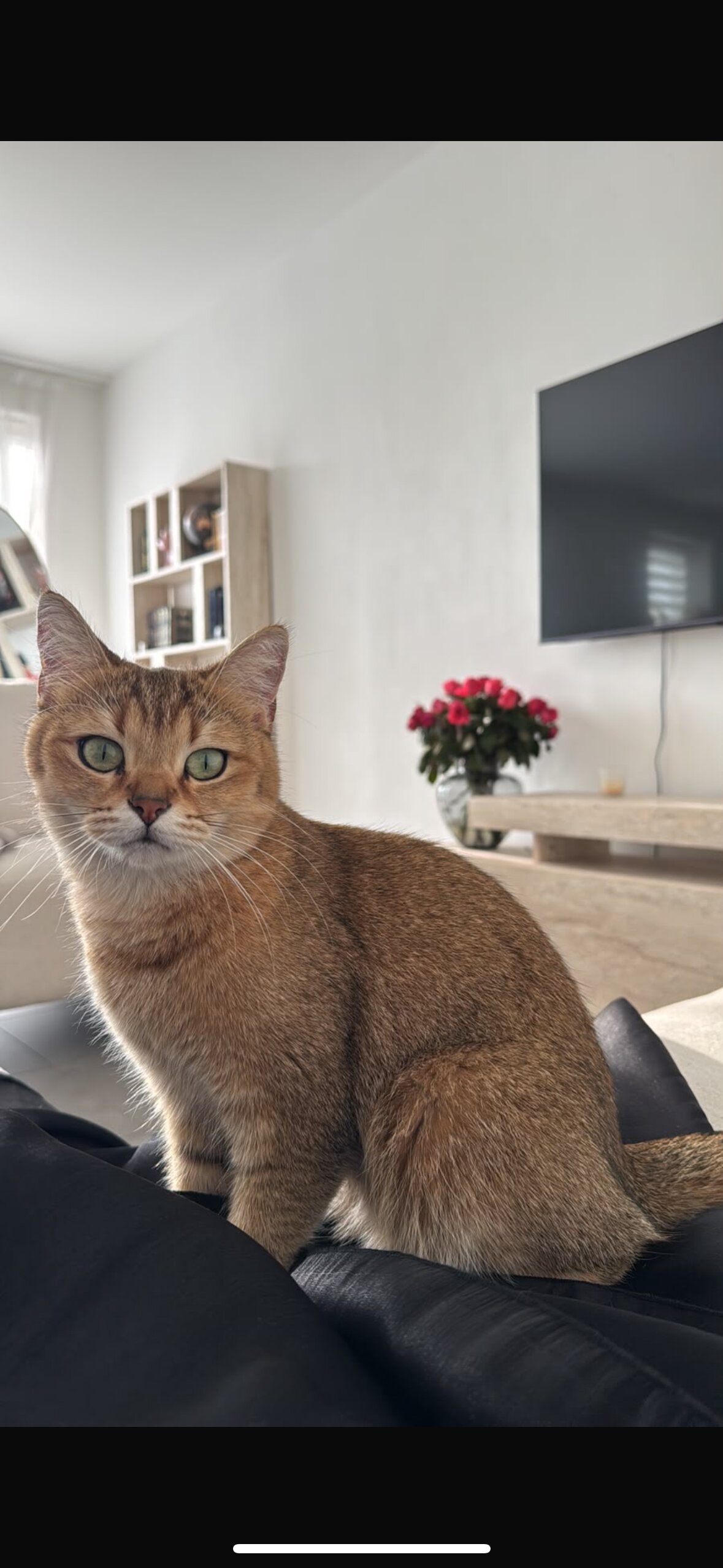 Foto van het dier