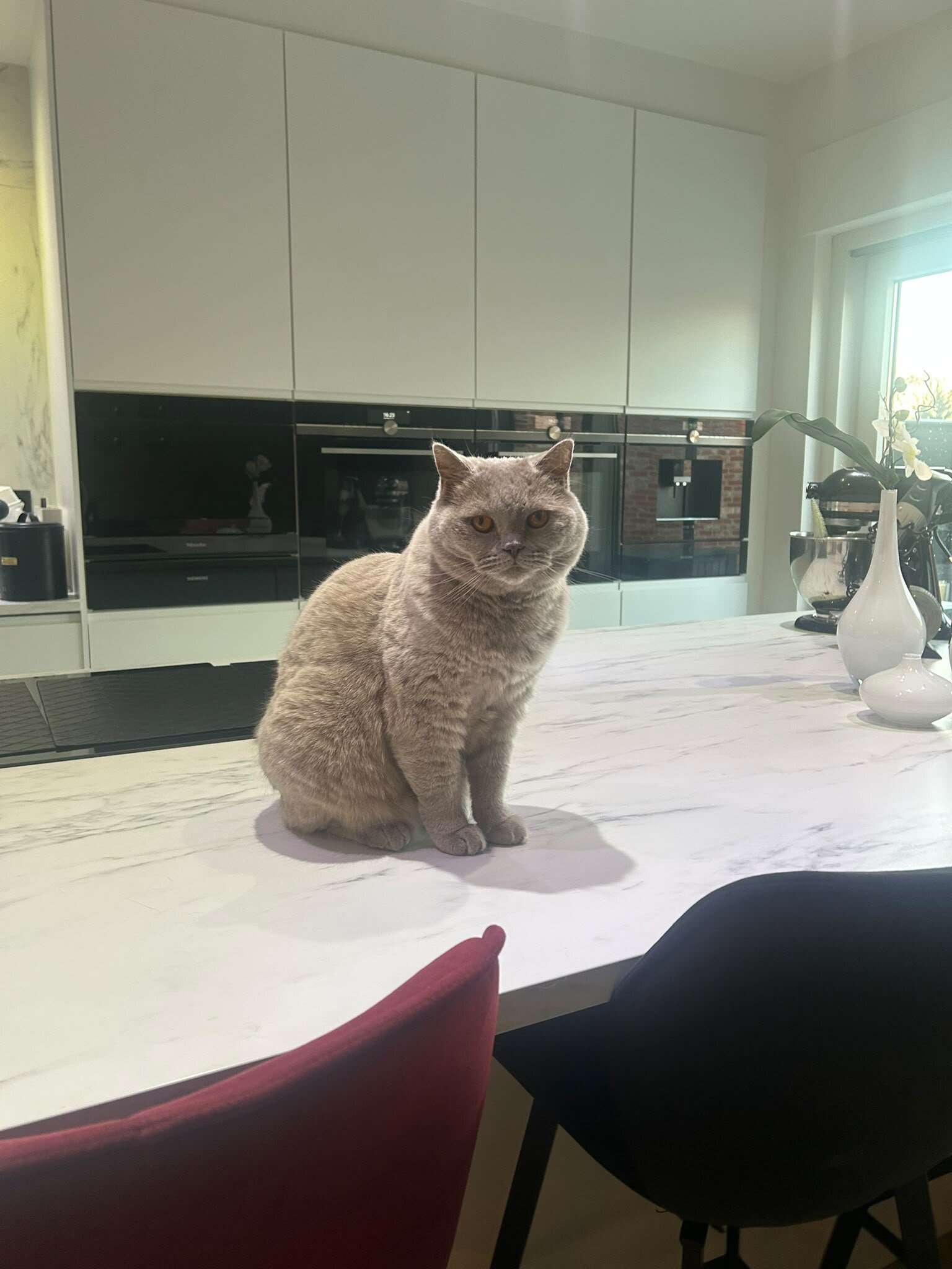 Foto van het dier