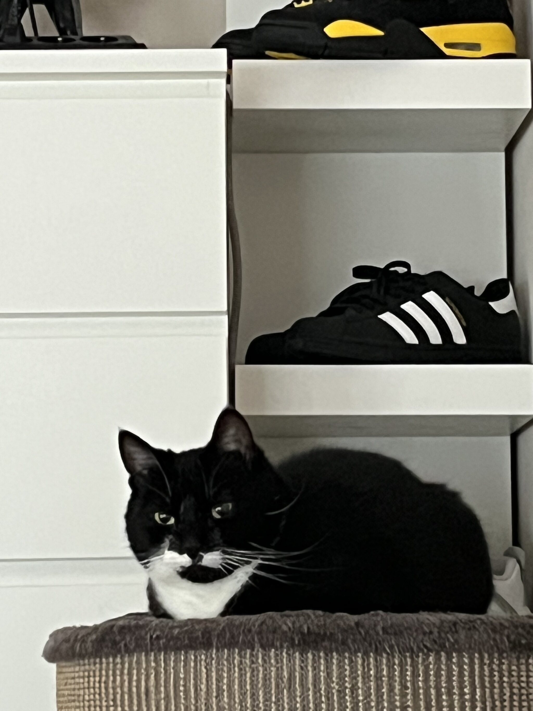 Foto van het dier