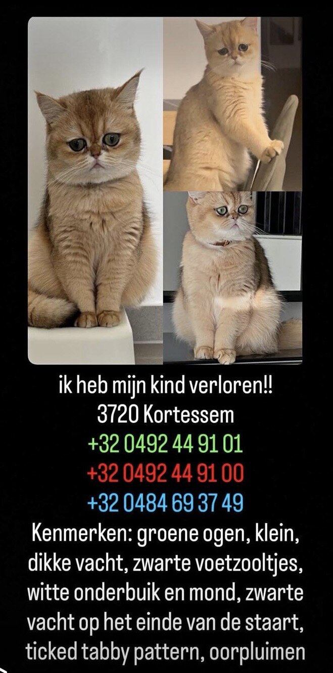 Foto van het dier