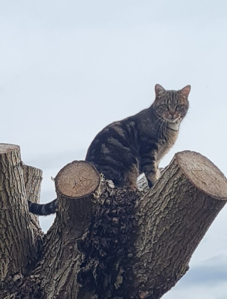 Foto van het dier