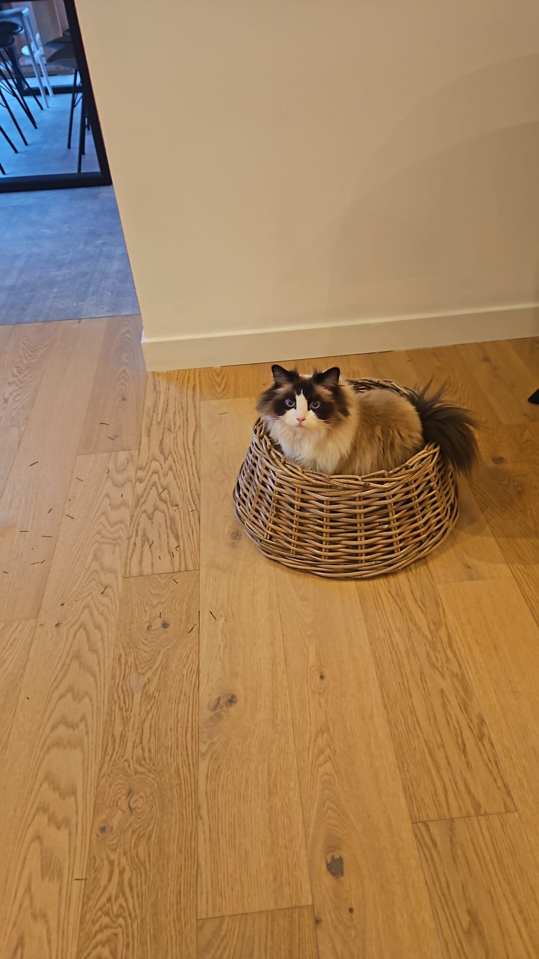 Teruggevonden dier