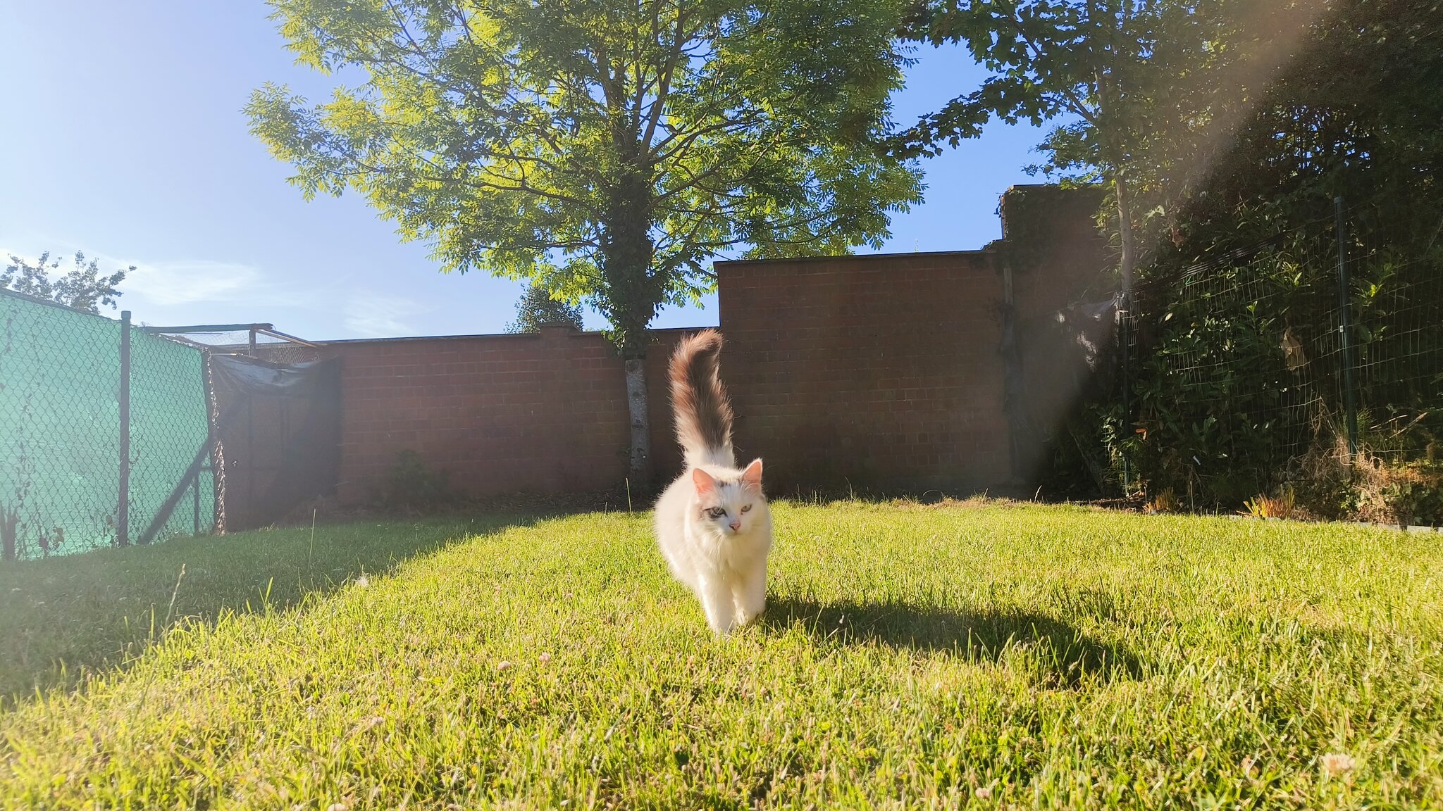 Foto van het dier