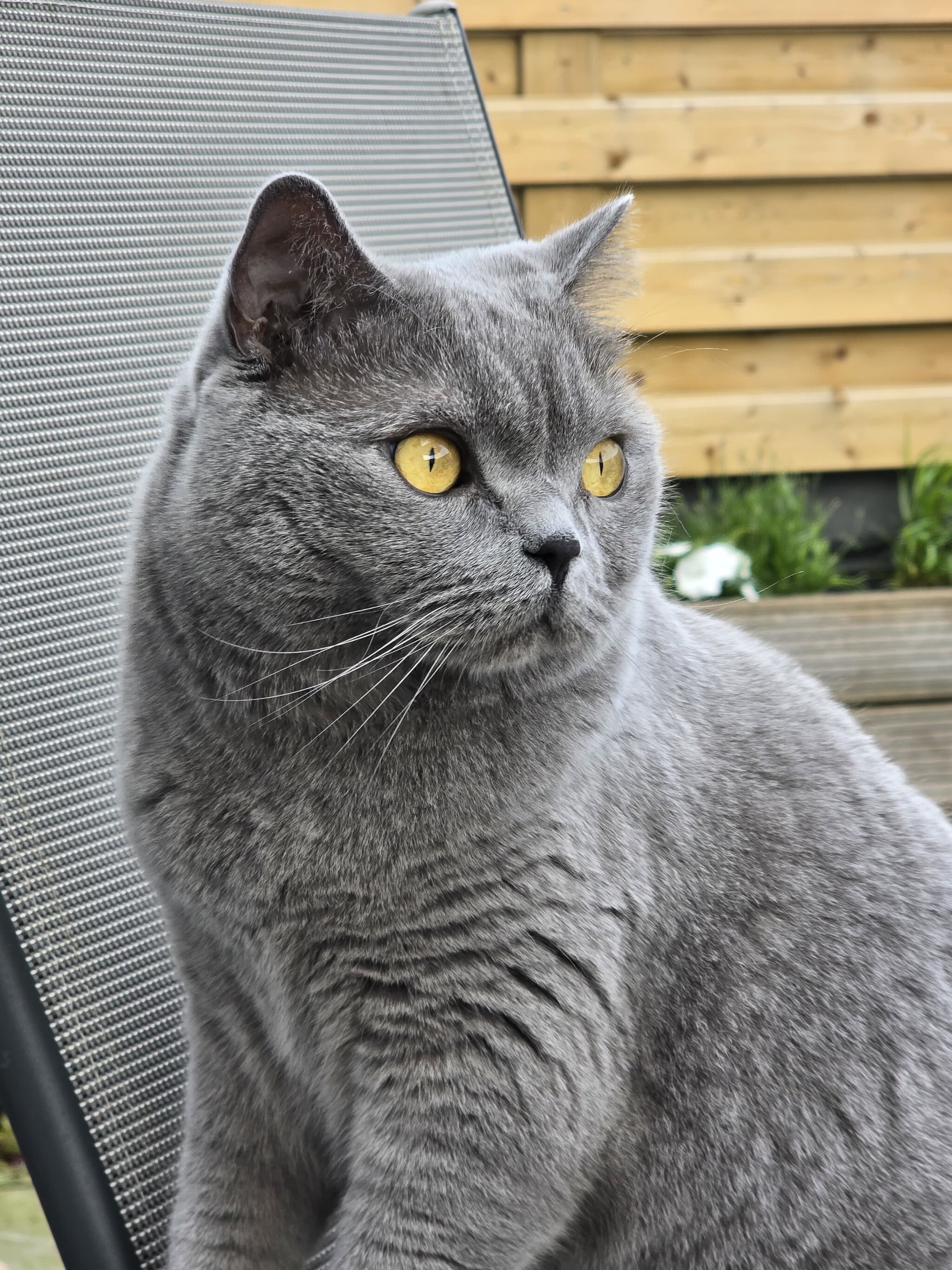 Foto van het dier