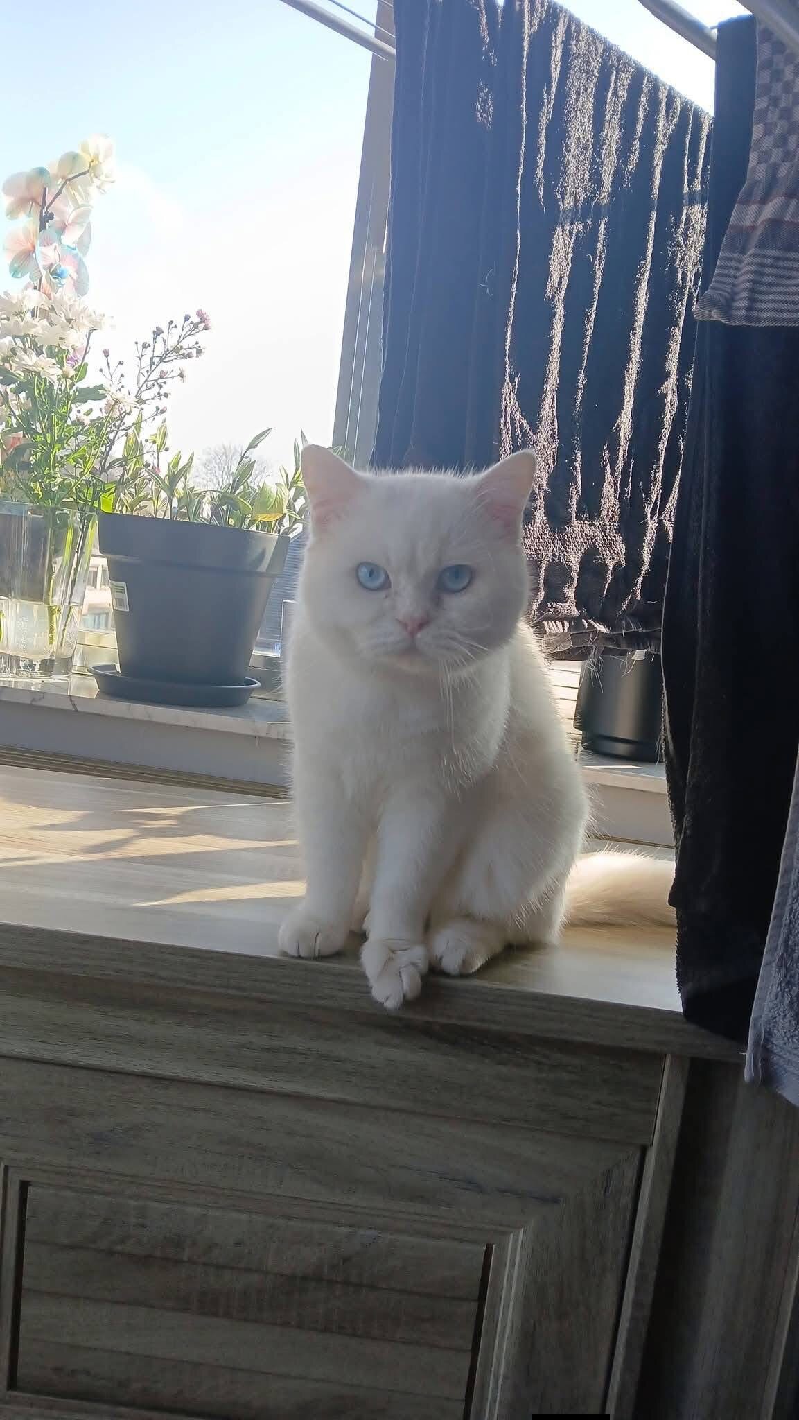 Foto van het dier