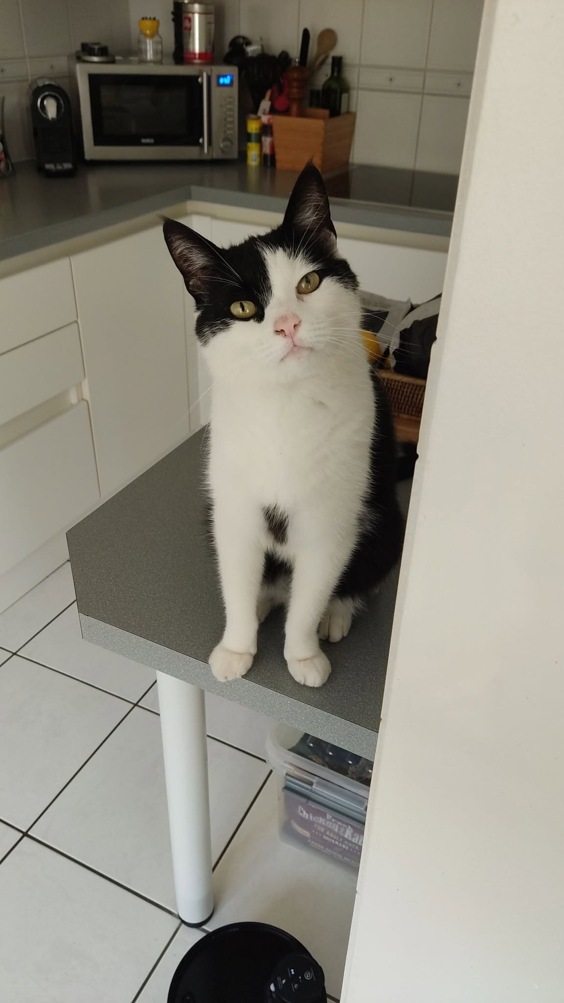 Foto van het dier