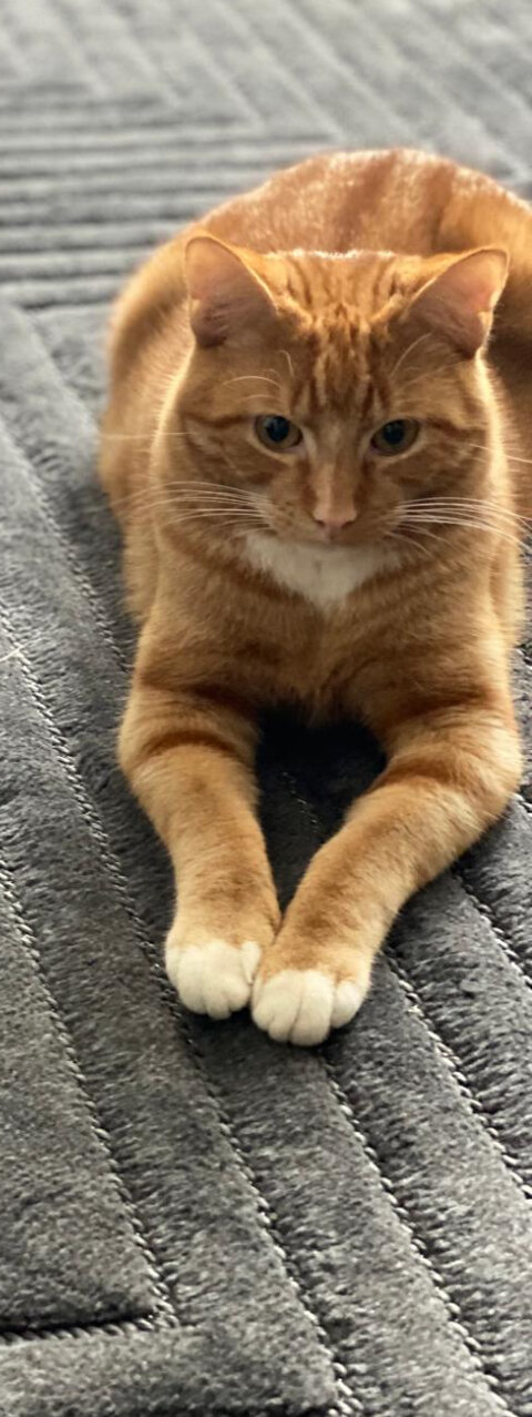 Foto van het dier