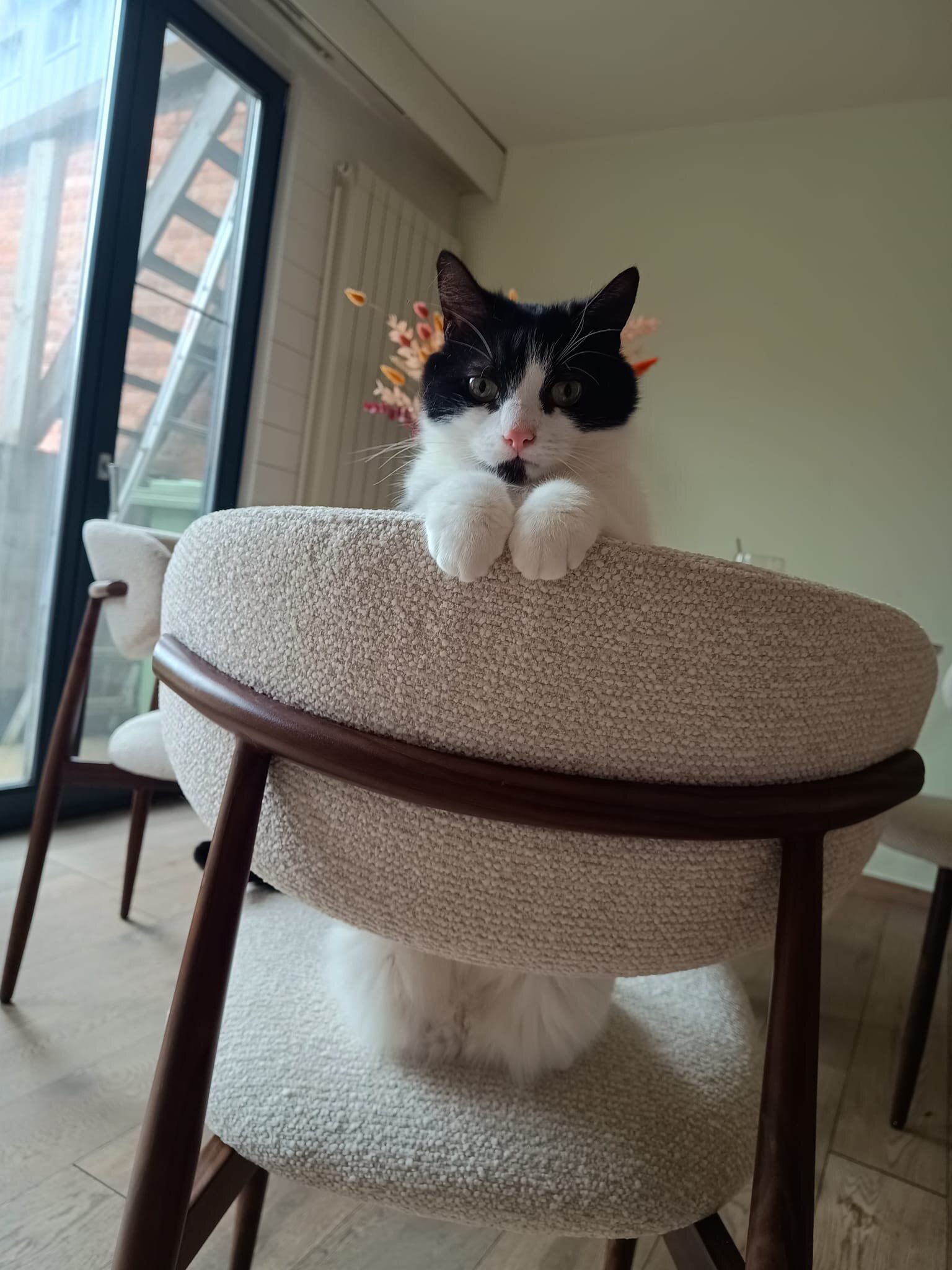 Foto van het dier