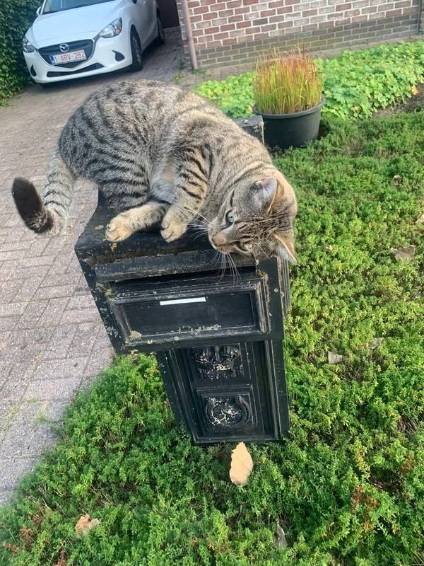 Foto van het dier