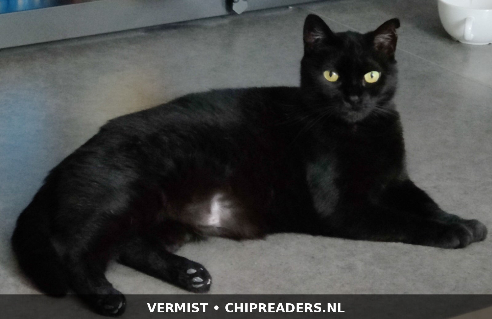 Foto van het dier