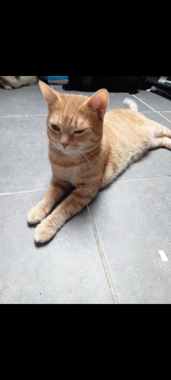 Foto van het dier