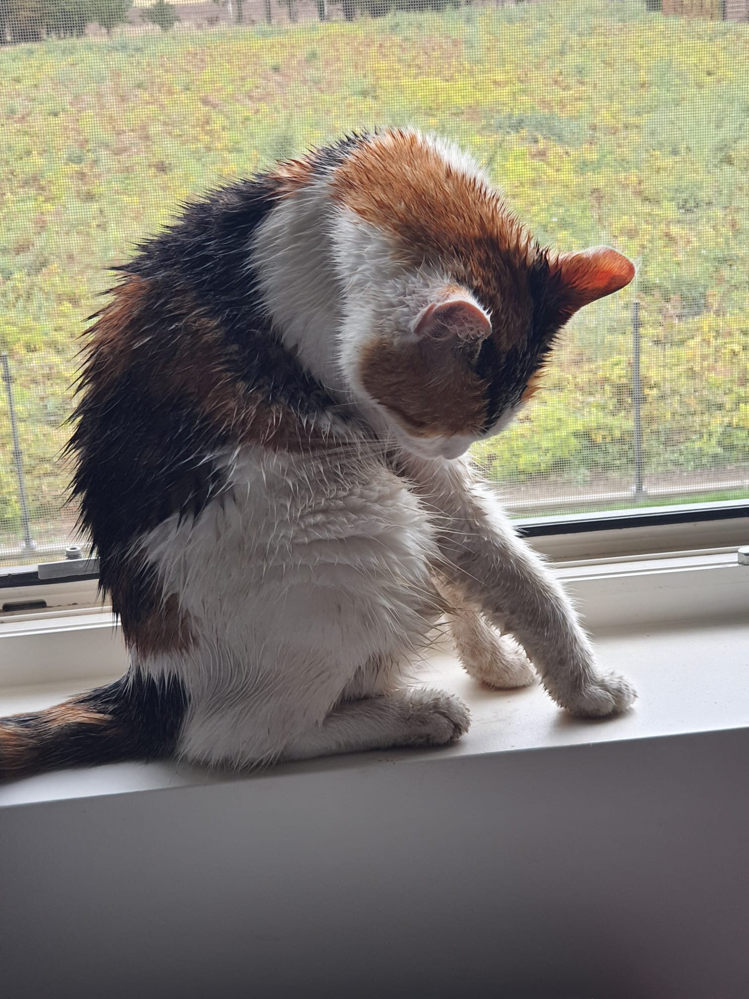 Foto van het dier