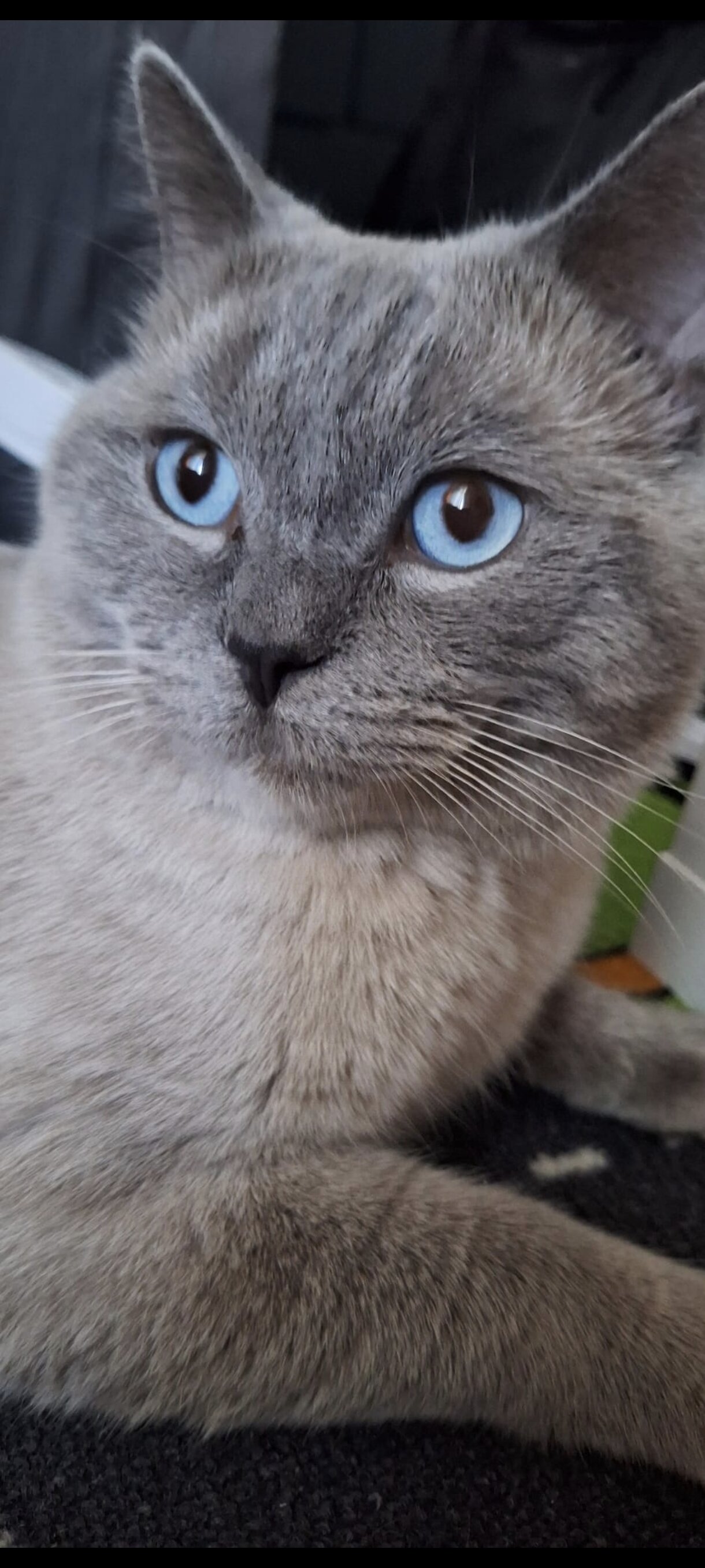 Foto van het dier