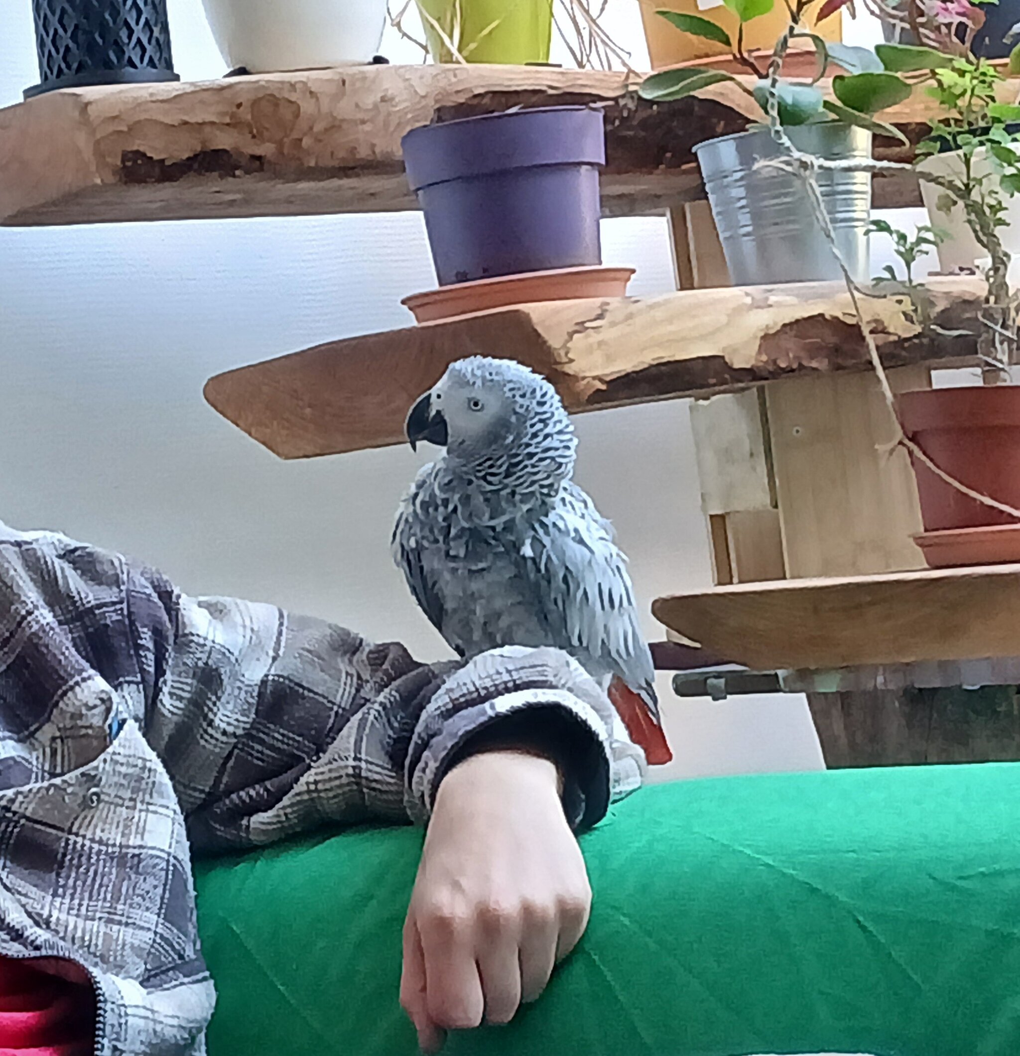 Foto van het dier