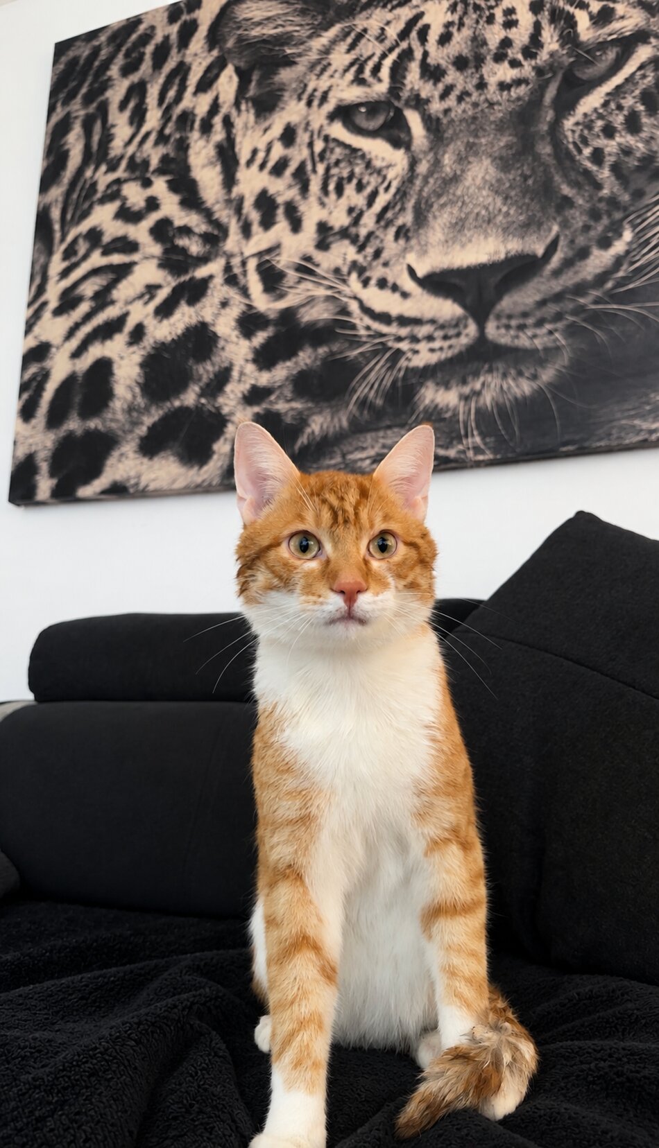 Foto van het dier