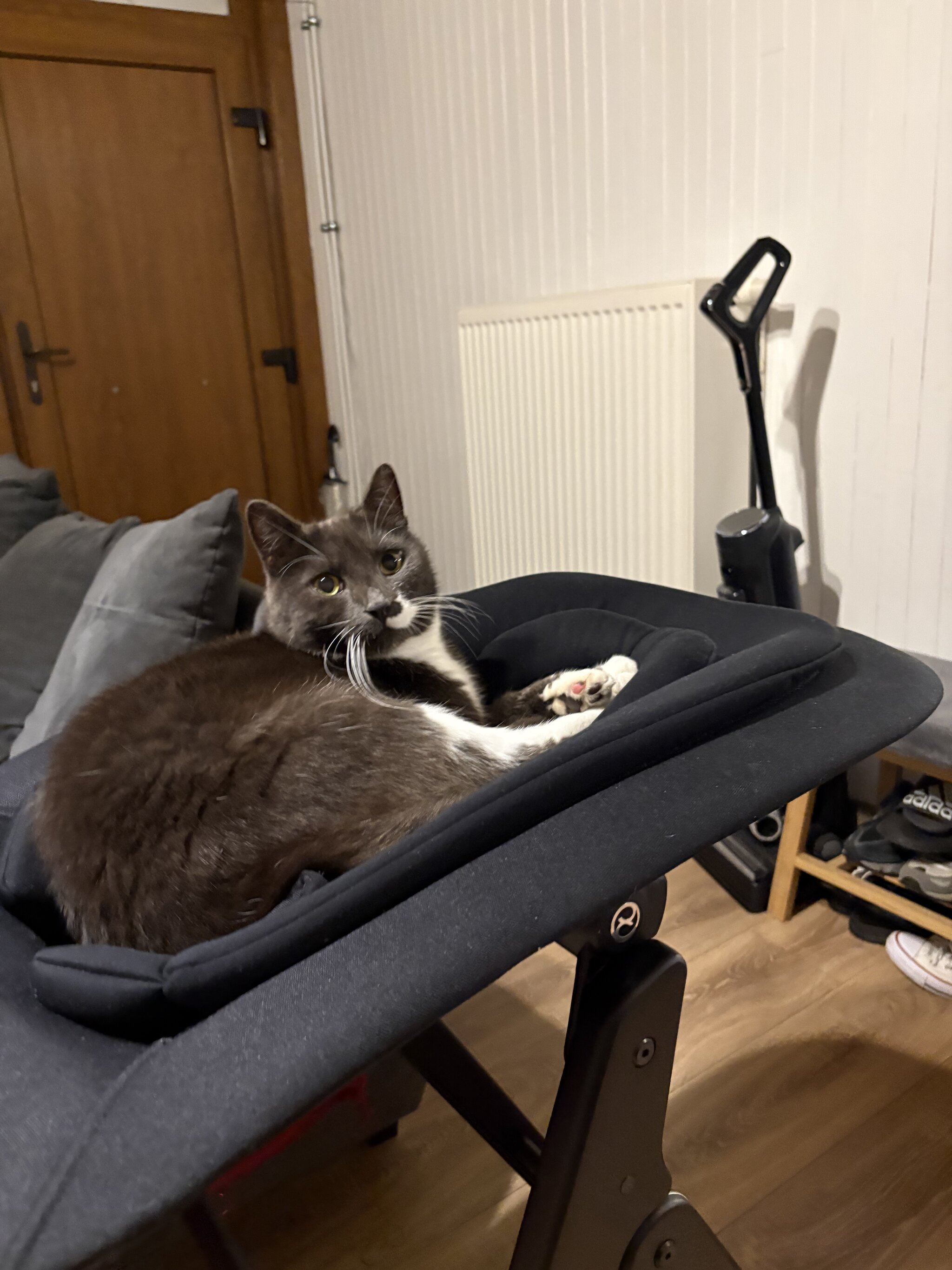 Foto van het dier