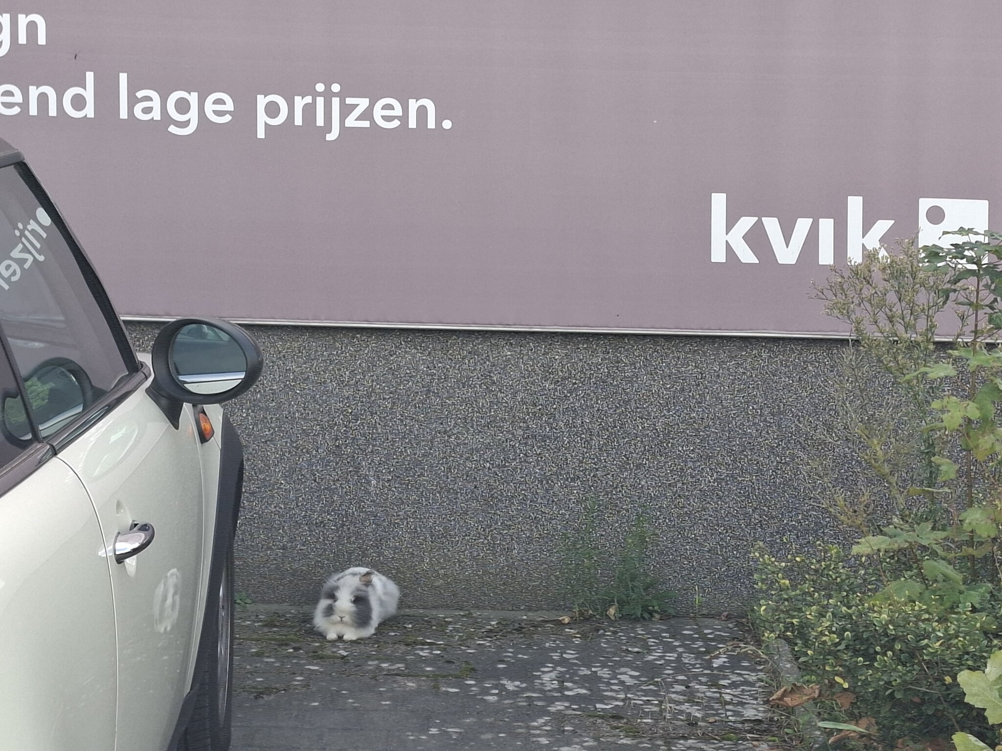 gevonden dier