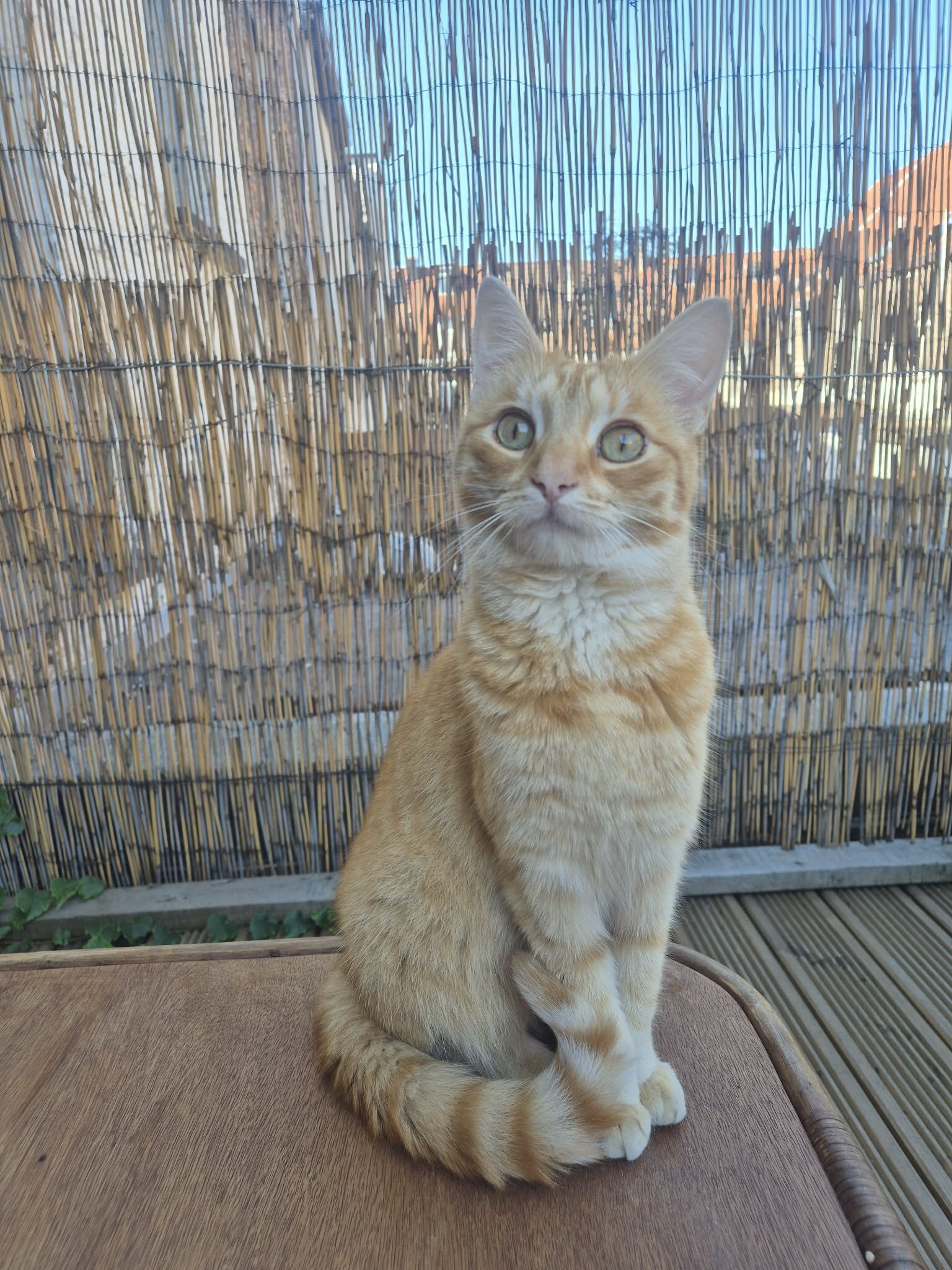 Foto van het dier