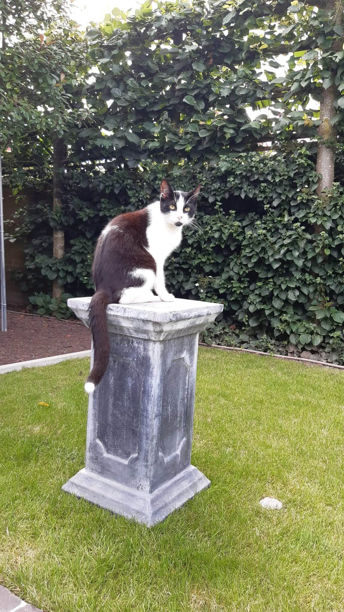 Foto van het dier
