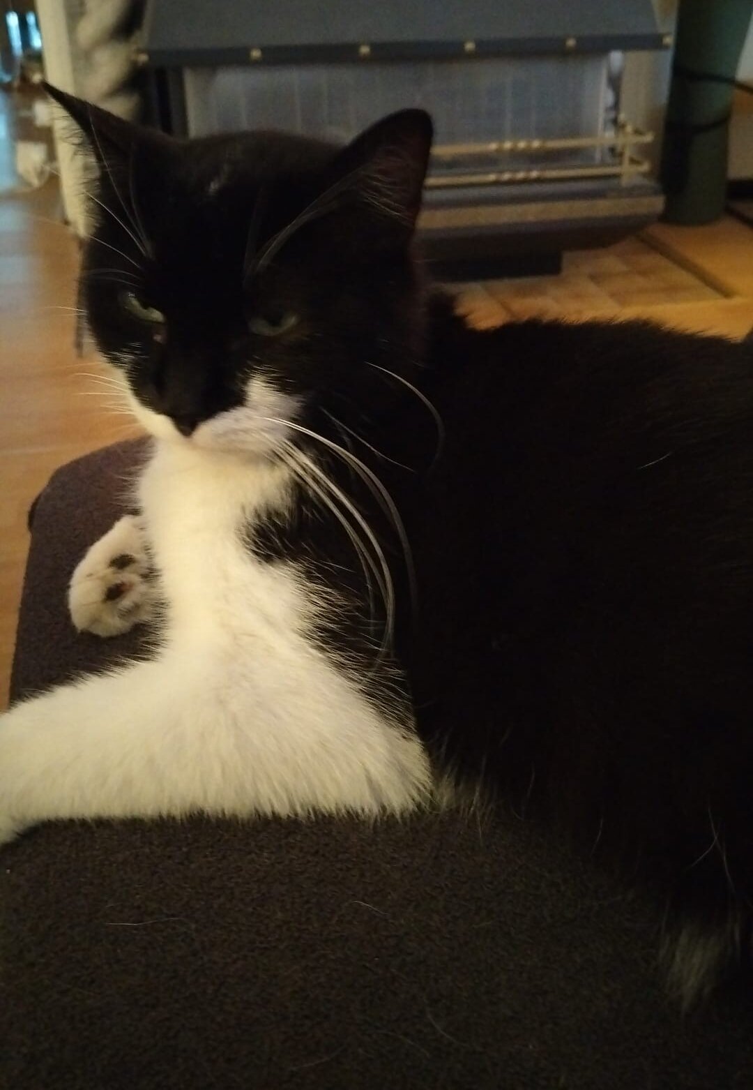 Foto van het dier