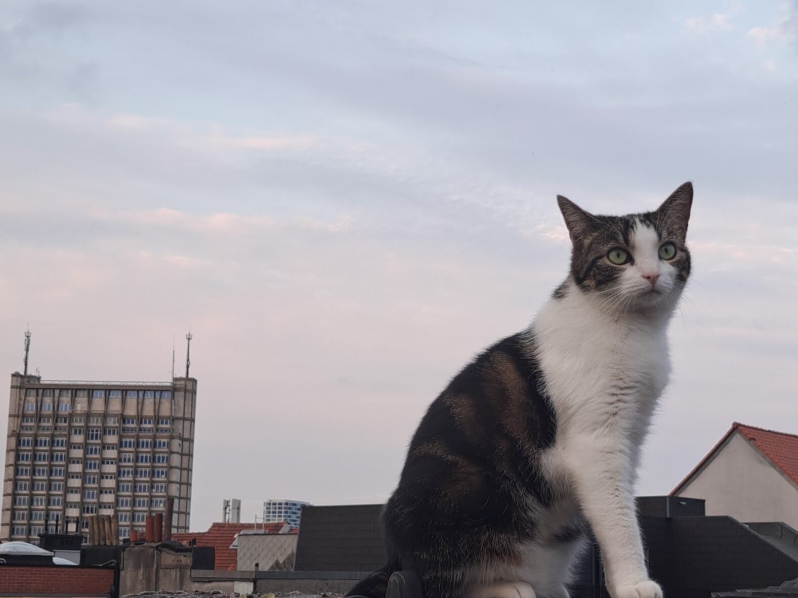 Foto van het dier