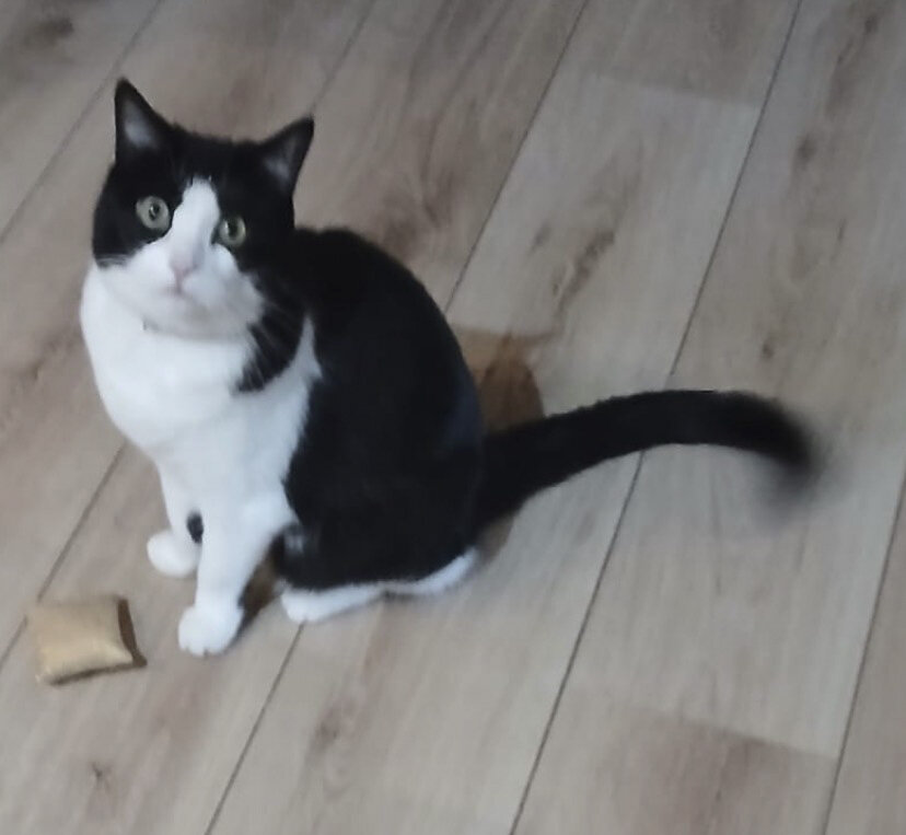 Foto van het dier
