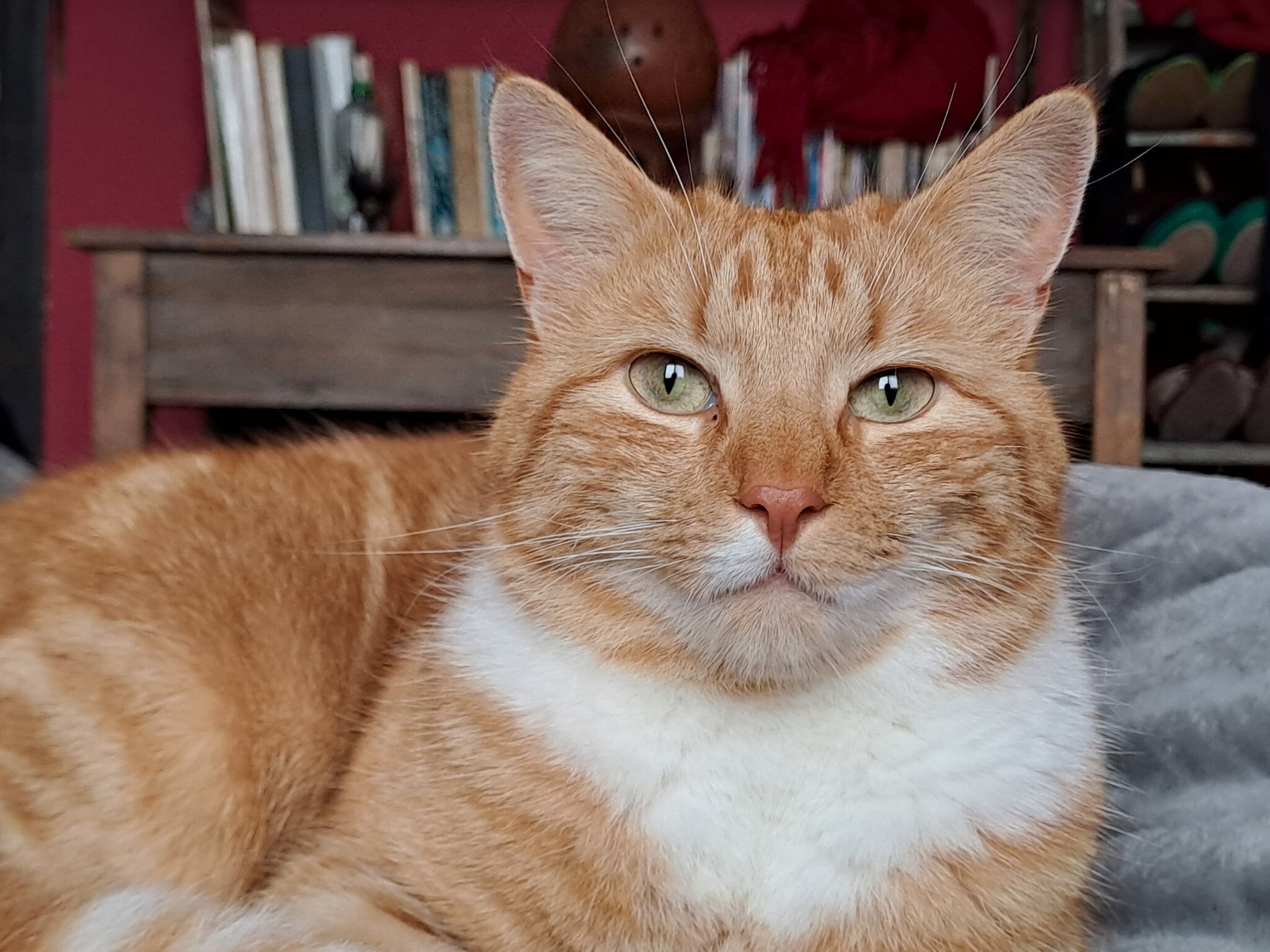 Foto van het dier