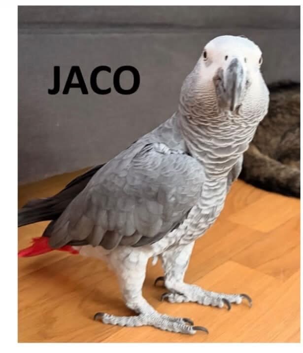 Foto van het dier