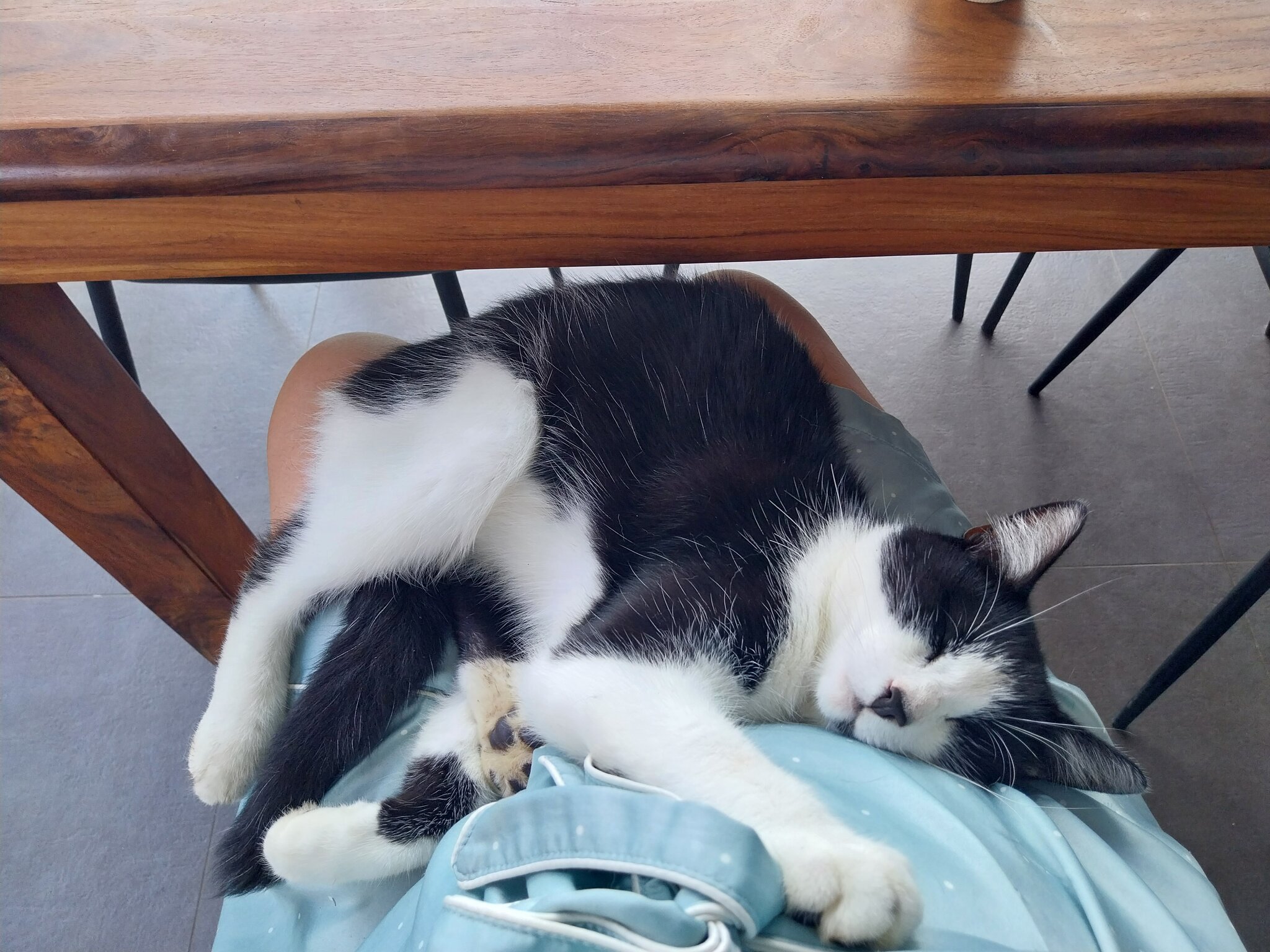 Foto van het dier