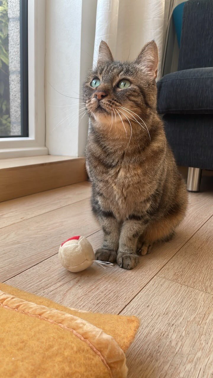 Foto van het dier
